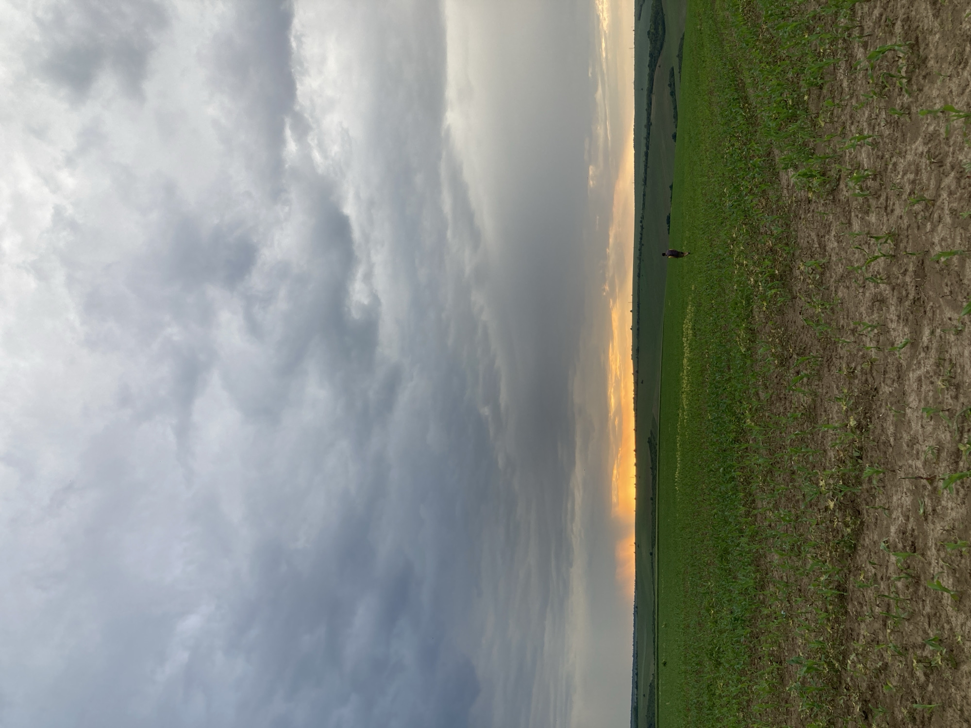 The image depicts a field in Pisanets, Bulgaria, under a cloudy sky. The field is divided into two distinct sections. The section closer to the viewer appears to be recently cultivated, with small green shoots emerging from the dark soil. The farther section is covered in denser green vegetation. A person stands in the green vegetation. In the distance, there is another field of dense green vegetation. A bright, hazy yellow light illuminates the horizon. The sky is filled with gray clouds.