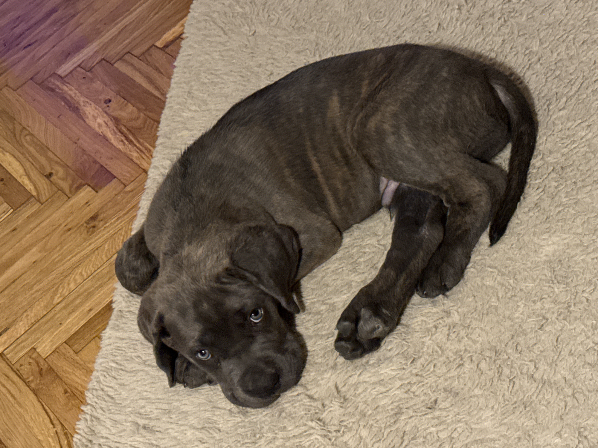 A brindle-colored puppy with dark fur and light blue eyes is lying curled up on a light-colored, fluffy mat. The mat is placed on a wooden floor with a herringbone pattern. The puppy is positioned with its head resting on its paws, and its body is curved. The background shows the wooden flooring. The scene appears to be indoors. The specific location in Apatin Municipality, Serbia cannot be determined from the image alone.