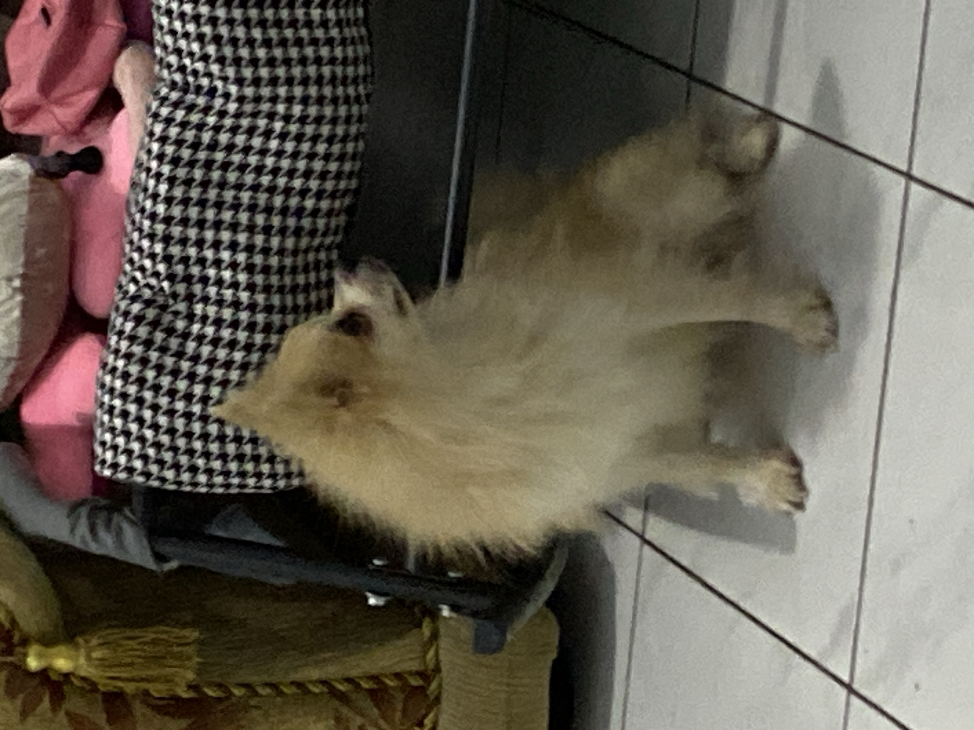 An adult, cream-colored Pomeranian dog is sitting on a tiled floor in a room. The dog is facing towards the right side of the frame, with its head turned slightly to its left, looking away from the camera. Its fur is fluffy and appears somewhat disheveled. In the background, there is a piece of furniture with a black and white houndstooth pattern fabric, and some pink and white pillows. A dark metal frame is also visible in the background, partially obscured by the dog and the fabric. The floor is made of large, light-colored square tiles with dark grout lines. The lighting in the room is dim, creating shadows on the floor. The image appears to have been taken indoors in a residential setting.
