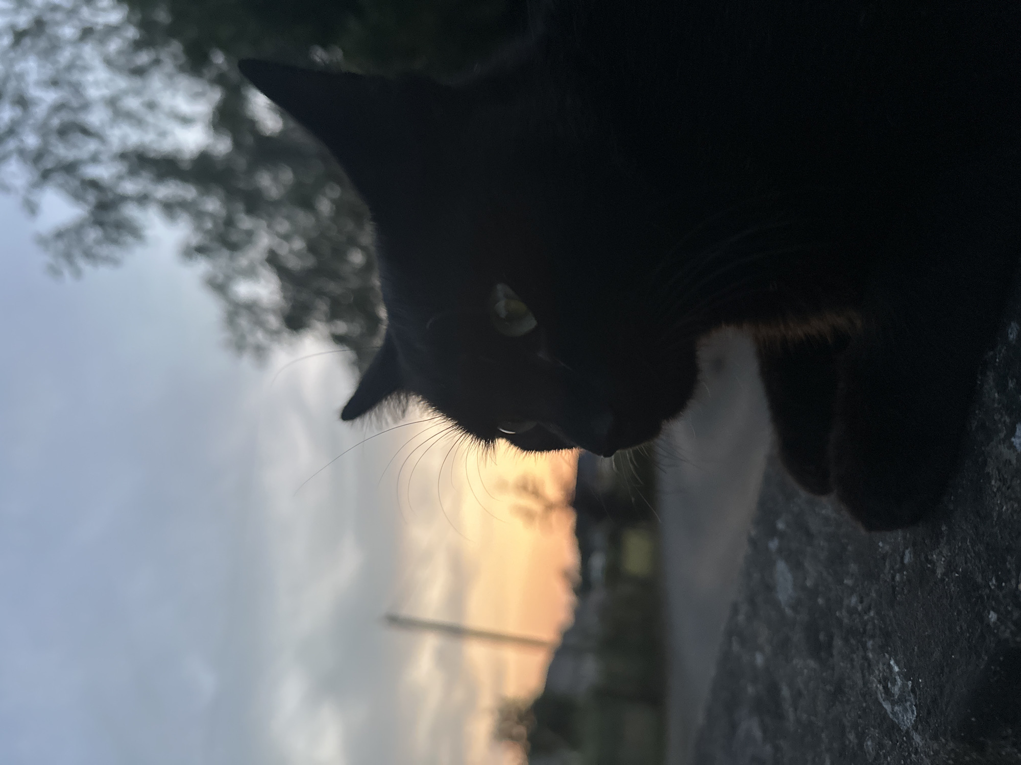 A black cat with green eyes is silhouetted against a twilight sky, with the warm glow of a sunset visible in the background. The cat is positioned on a textured, gray surface, possibly a stone wall or pavement, and its paws are tucked beneath its body. In the distance, blurred trees and buildings can be seen. The scene is set outdoors, during the evening, with clouds in the sky indicating the transition from day to night. The specific location is Moortown, Ireland.