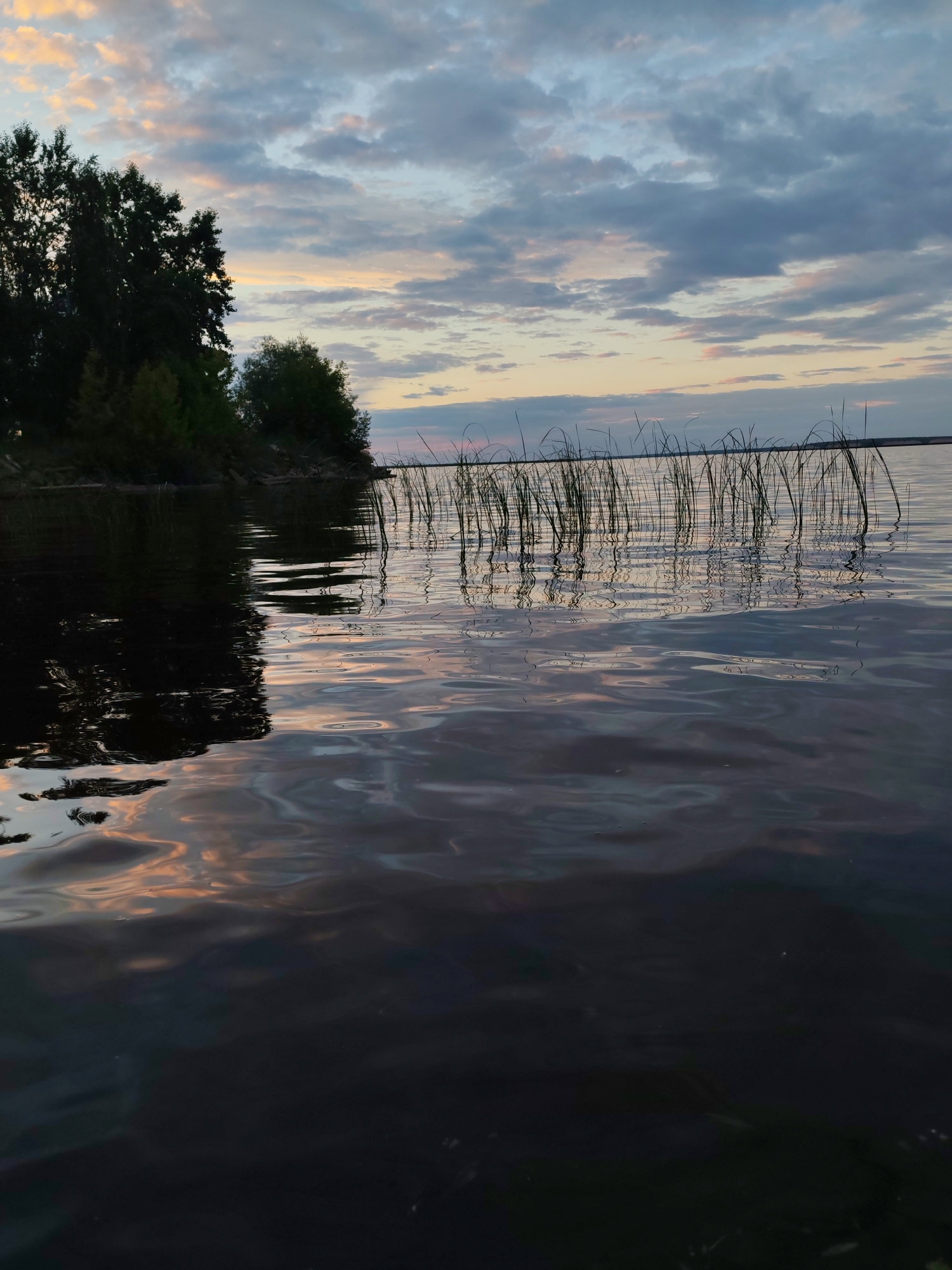 A body of water, likely a river or lake, is depicted at sunset. The water is dark and reflective, with ripples distorting the reflections of the sky and the shore. On the left side of the image, a tree-lined bank is visible, casting a dark reflection onto the water. Reeds or tall grass grow out of the water in the middle ground, their reflections also visible. The sky above is filled with dramatic, cloudy formations, with hints of pink and orange from the setting sun. The overall atmosphere is serene and tranquil. The image does not contain any people or specific landmarks that would pinpoint a precise location within Chaikovsky, Russia, other than it is a natural water body.