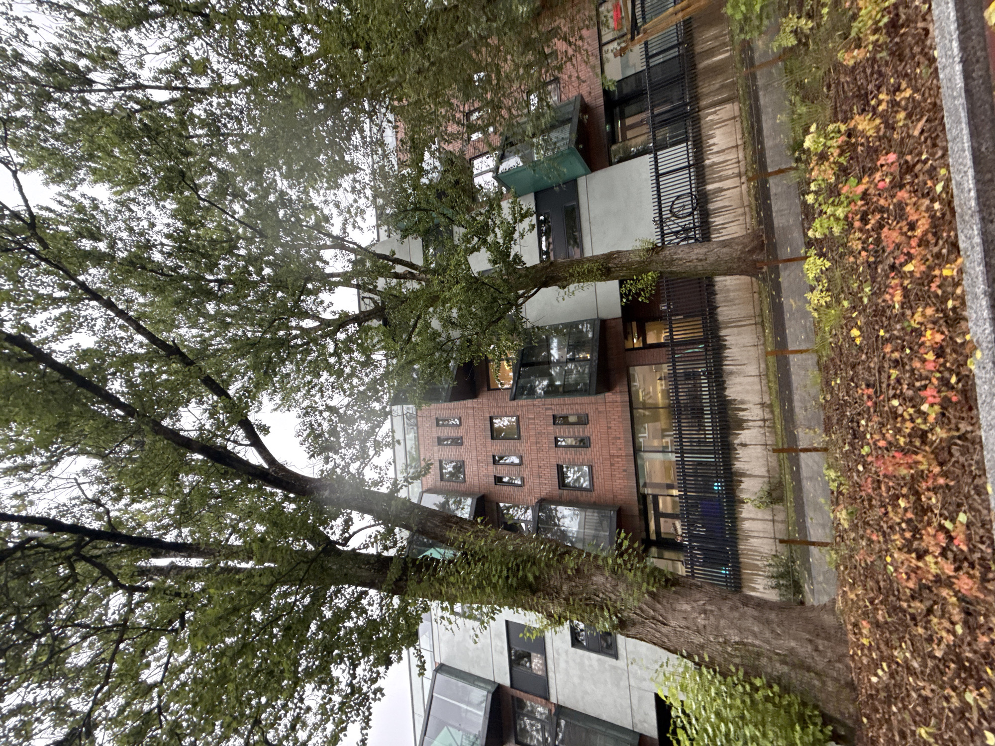 The image depicts a modern apartment building with a brick facade and large windows, partially obscured by mature trees with lush green foliage. The trees are in the foreground, with their trunks and branches prominently featured. In front of the building, there is a black metal fence bordering a walkway, and beyond that, a patch of ground covered in fallen autumn leaves in shades of brown, red, and yellow. The sky appears overcast. The architecture suggests a contemporary urban setting. Based on the architectural style and the specific design elements, this building is located in the Pirita district of Tallinn, Estonia, possibly on Pirita tee.