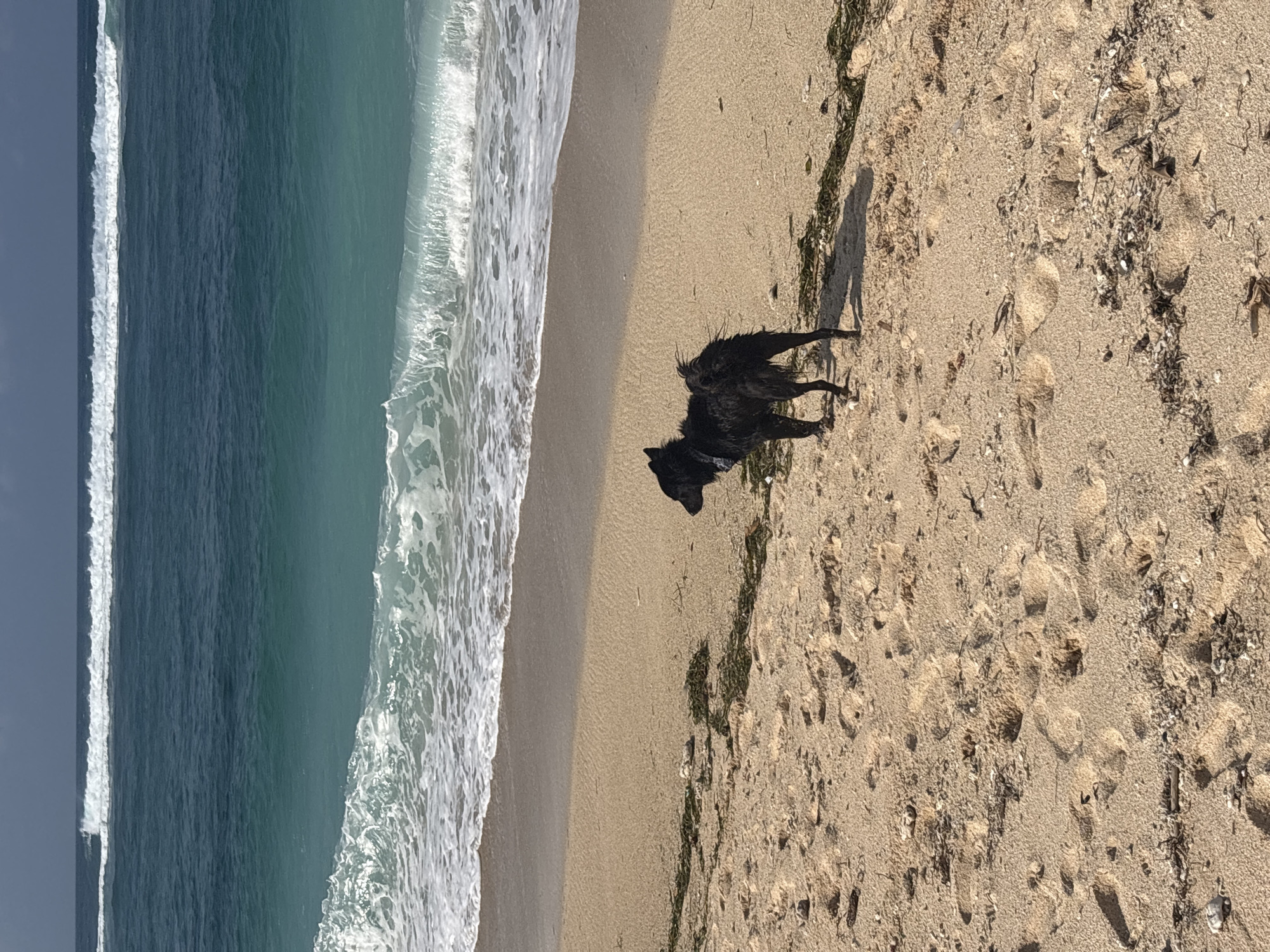 A black, medium-sized dog with shaggy fur stands on a sandy beach in Kuta Selatan, Indonesia. The dog is facing to the left and appears to be looking out at the ocean. The beach is covered in light brown sand with scattered bits of seaweed and shells. In the background, the turquoise ocean meets the sky under a hazy, overcast sky. Waves are breaking on the shore, creating white foam. The scene is natural and serene, with no other people or structures visible.