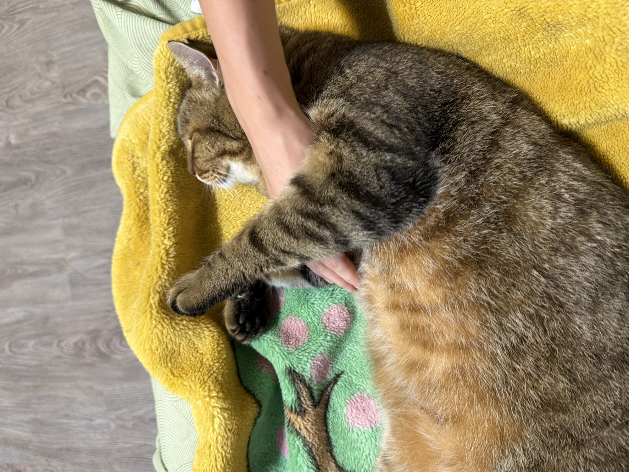 In Mali Kosharyshcha, Ukraine, a tabby cat is being petted on its belly by a person's hand. The cat is lying on its back on a yellow blanket, with its paws in the air. A green blanket with pink polka dots is visible beneath the cat. The background shows a wooden floor and a striped green fabric.