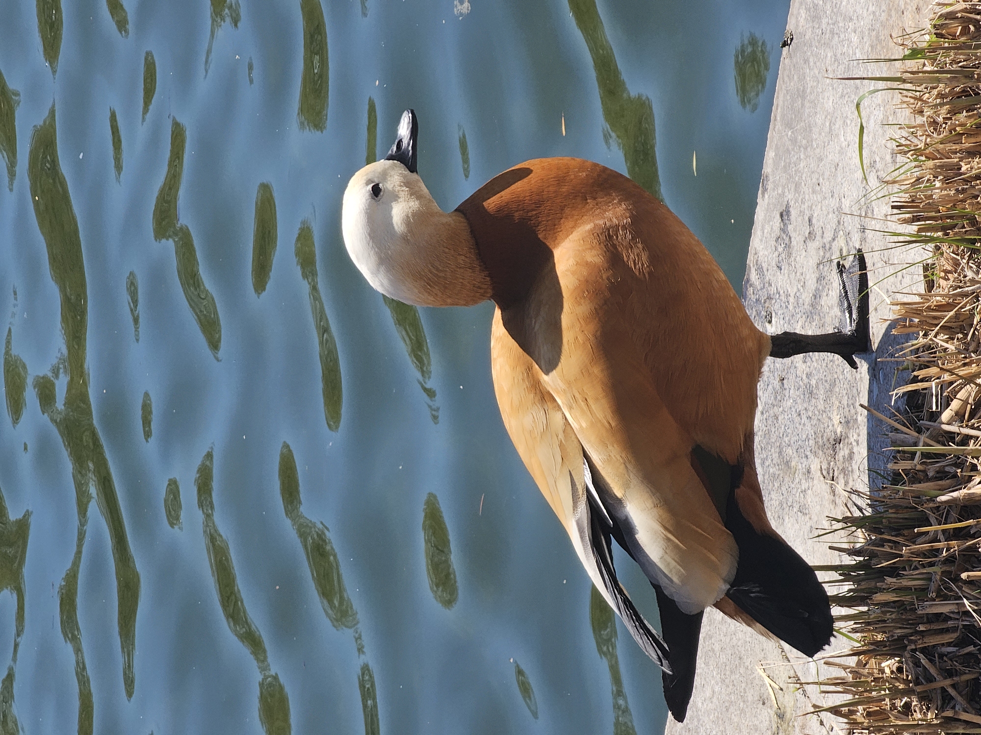 The image shows a ruddy shelduck standing on a concrete ledge beside water. The bird has a white head, orange body, and black tail feathers. It is stretching its neck upwards. The water is blue with green reflections. Dry grass and reeds are visible next to the concrete ledge. The location is Moscow, Russia.