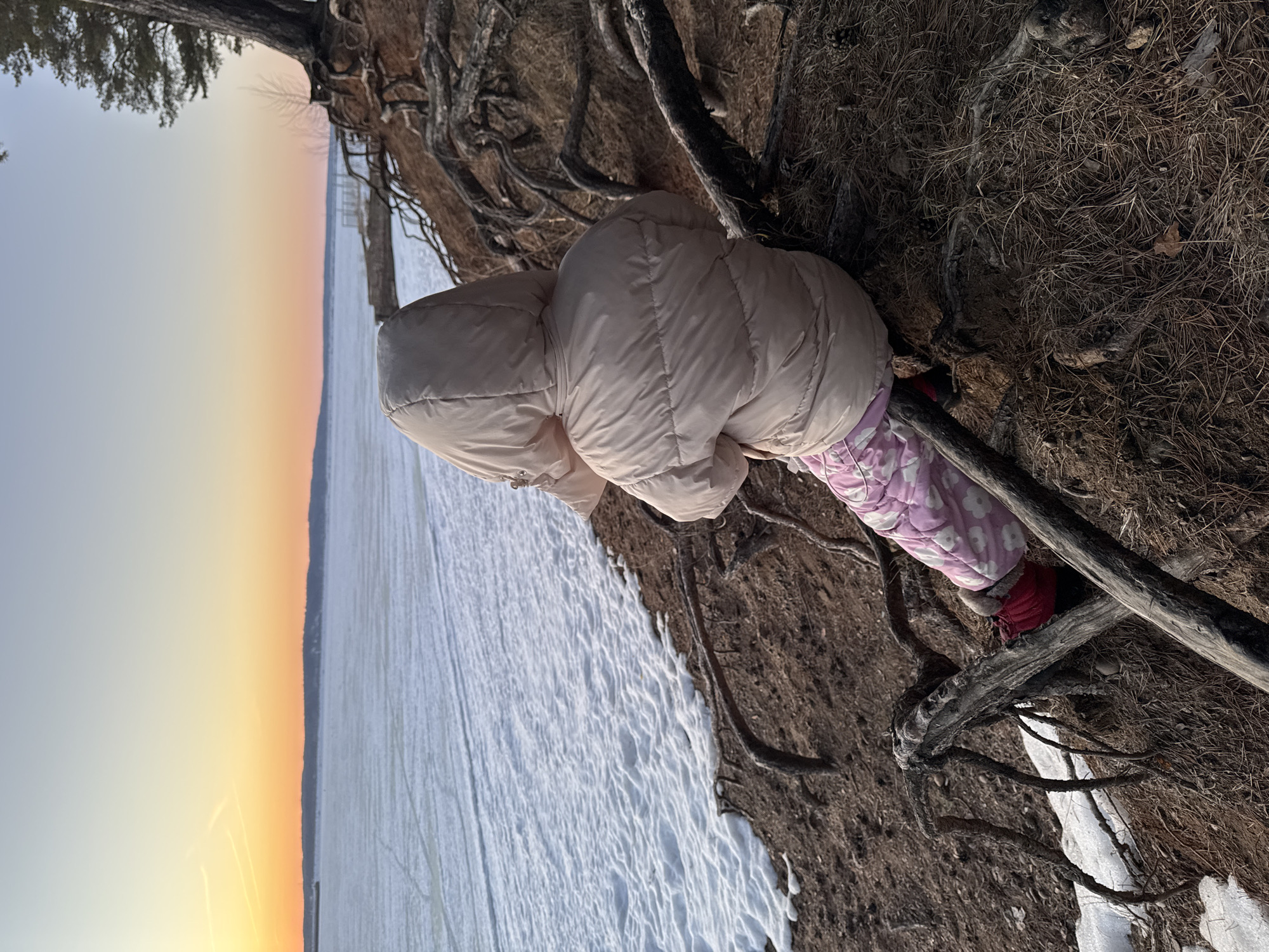 An individual, likely a child, is depicted from behind, seated on a network of exposed tree roots on a steep, sandy bank. The individual wears a light beige or cream-colored hooded puffer jacket, pink and white patterned trousers, and red footwear. They face away from the viewer, looking towards a vast expanse of partially frozen water.
The foreground consists of dark brown soil, pine needles, and numerous gnarled, intertwining tree roots that anchor a large tree trunk visible on the right. Patches of white snow are present on the bank's slope and at the edge of the water.
The mid-ground features a large body of water, likely the Votkinsk Reservoir, which is extensively covered in white ice and snow. Some open water or thinner ice areas are visible, and faint tracks or lines cross the ice surface. On the far side of the water, a distant landmass or shoreline with trees is visible. What appear to be remnants of a pier or wooden structures extend into the water from the bank further along the shoreline to the right.
The background shows a clear sky with a gradient of colors indicative of either sunrise or sunset, transitioning from a warm orange-yellow near the horizon to a pale blue overhead. The scene is located in the vicinity of Chaikovsky, Russia.