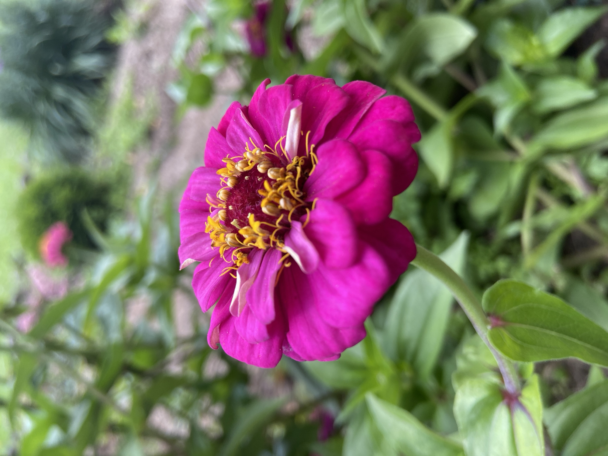 A close-up, vertical, outdoor shot showcases a vibrant magenta zinnia flower in full bloom. The flower's center is adorned with a cluster of bright yellow stamens and pistils, contrasting sharply with the rich pink petals that unfurl outwards in layers. The petals have a slightly wavy texture and are tinged with a lighter shade of pink on their edges.
The flower is positioned slightly off-center to the left of the frame, with its slender green stem visible supporting it. Several green leaves, some with hints of purple veining, are scattered around the stem, adding depth to the foreground.
The background is a soft blur of green foliage, suggesting a garden setting. In the further distance, hints of other pink flowers and more greenery are visible, creating a bokeh effect. The ground appears to be a mix of dirt and scattered dry leaves, common in an outdoor garden. The lighting is natural, indicating an outdoor environment, likely during the daytime. No people or animals are present in the image. The overall impression is one of natural beauty and the vivid colors of a summer garden. The scene is not specific to the city of Зимородок Днп, Russia, and could be found in any temperate garden.