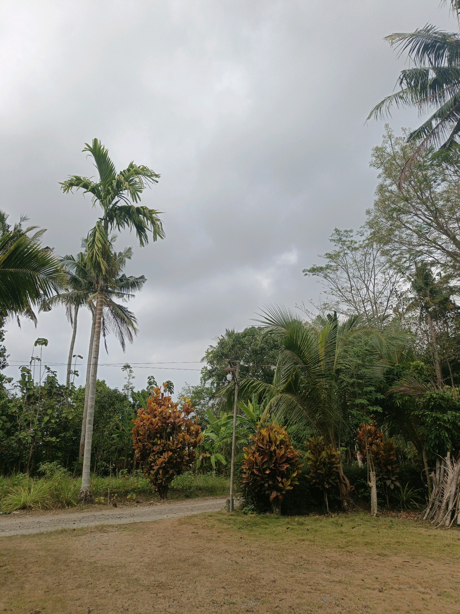 The image depicts an outdoor scene in Sidomukti, Indonesia, under an overcast sky. The foreground is dominated by dry, brown grass and a dirt path curving through the landscape. To the left of the path, several tall palm trees are prominent, their fronds reaching towards the sky. A cluster of ornamental plants with vibrant orange and red foliage stands near the center of the image, adding a striking contrast to the surrounding greenery. Behind these, a dense collection of various trees and lush vegetation fills the midground, creating a tropical feel. In the background, more trees and foliage are visible, with a hint of a utility pole and wires suggesting a rural or semi-rural setting. The overall impression is one of a slightly untamed natural environment, characteristic of the Indonesian countryside. No people are present in the image.