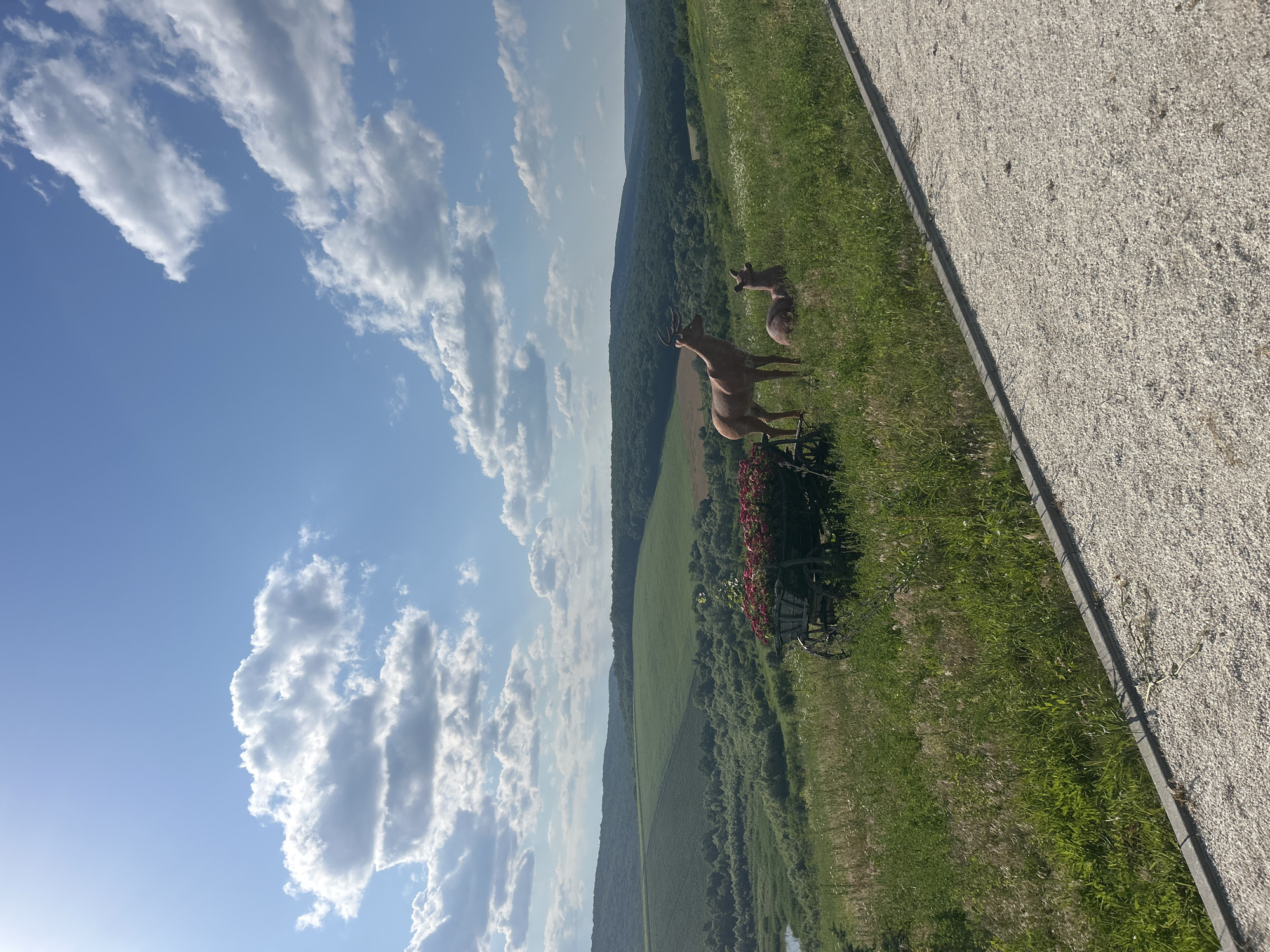 The image depicts a scenic overlook in Ulmu, Moldova, featuring a vast landscape of rolling green hills under a bright blue sky dotted with fluffy white clouds. In the foreground, a gravel pathway runs diagonally across the lower right of the frame. To the left of the pathway, on a grassy slope, are two deer sculptures. One deer stands erect with antlers, while the other lies down. A rustic wooden cart, filled with red flowers, is positioned in the grassy area to the left of the deer sculptures. The middle ground reveals lush green fields and dense forests that extend into the distance, forming a layered panorama of natural beauty. The overall scene is tranquil and picturesque, showcasing the natural splendor of the Moldovan countryside.