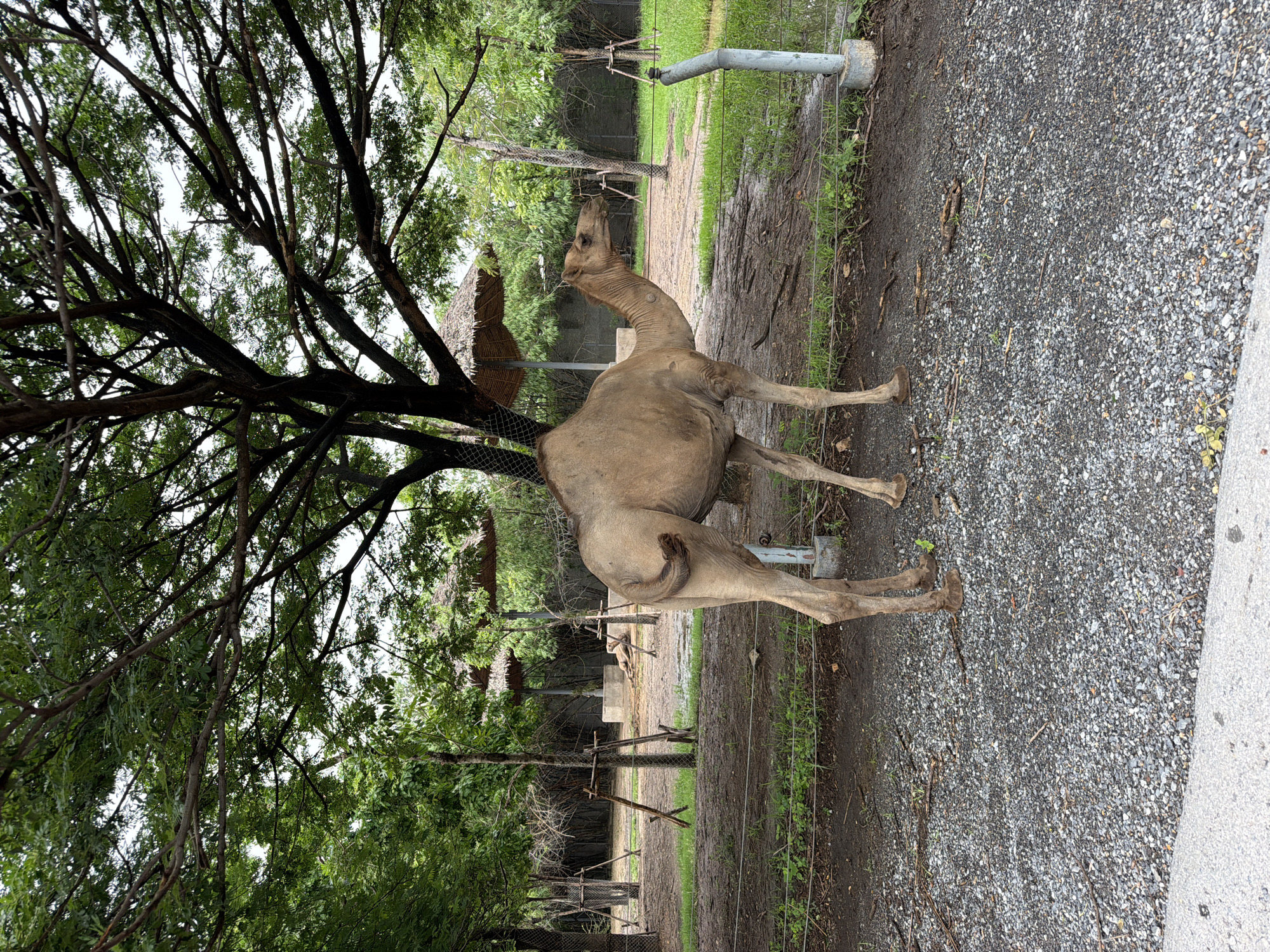 The image depicts a dromedary camel standing in an outdoor enclosure. The camel is light brown in color and is facing to the right of the frame. It is standing on a gravel path with some dry leaves and twigs scattered around. In the background, there are trees with lush green foliage, some thatched-roof structures, and a fence. The ground in the background appears to be muddy in some areas. The sky is overcast. The scene is likely within a zoo or animal sanctuary. The context of Bangkok, Thailand is not discernible from the image itself but is provided as location information.