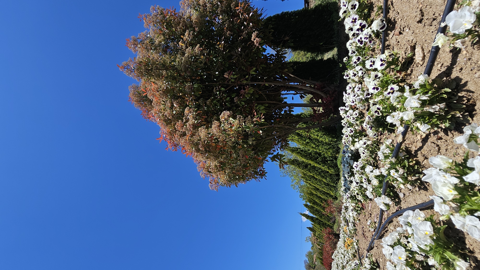 The image shows a garden scene. On the right, a flowerbed stretches into the distance, filled with white flowers featuring dark purple centers. A black irrigation hose snakes through the flowerbed. Adjacent to the flowers are rows of tall, thin evergreen trees. A tree with red and green foliage dominates the left side of the image, set against a clear blue sky. The location is Unknown, Unknown.