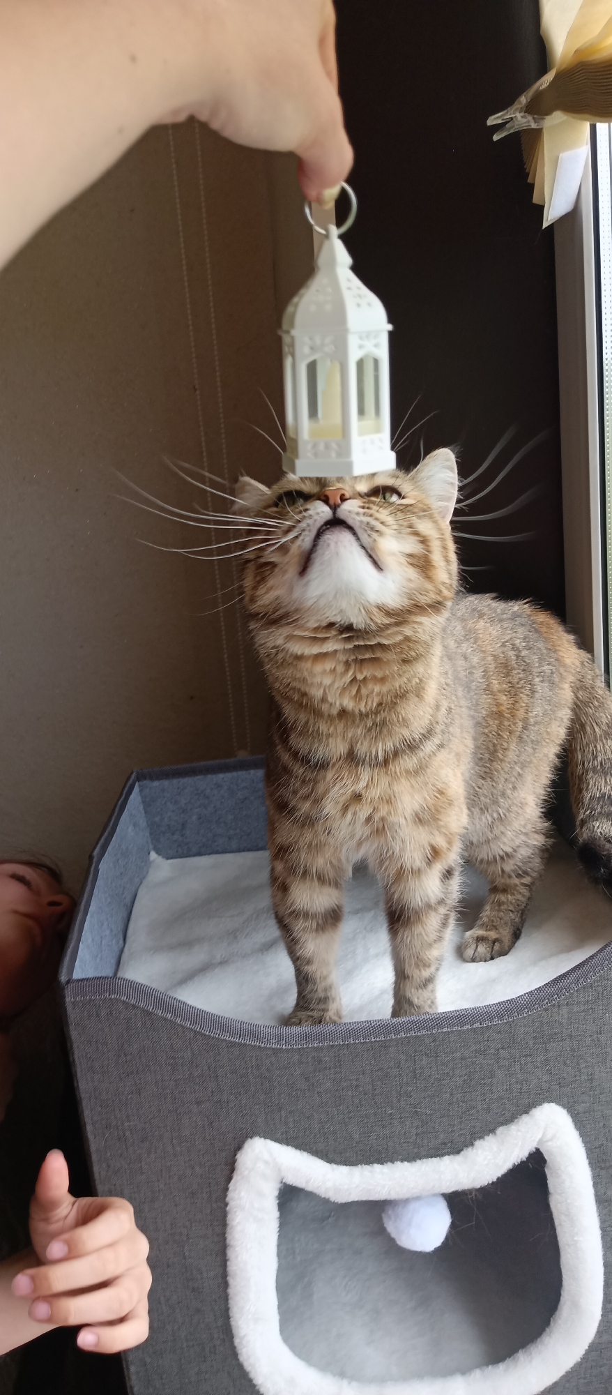 A medium shot captures a tabby cat in a curious pose, standing in a grey cat bed with a white, fluffy interior. A person's hand is visible, holding a small, white, decorative lantern directly above the cat's head, creating a comedic effect. The cat is looking up at the lantern with its whiskers prominently displayed. A portion of another person's face is partially visible in the lower left corner of the frame. The background shows a wall and a window with a partially obscured window treatment. The setting appears to be indoors.