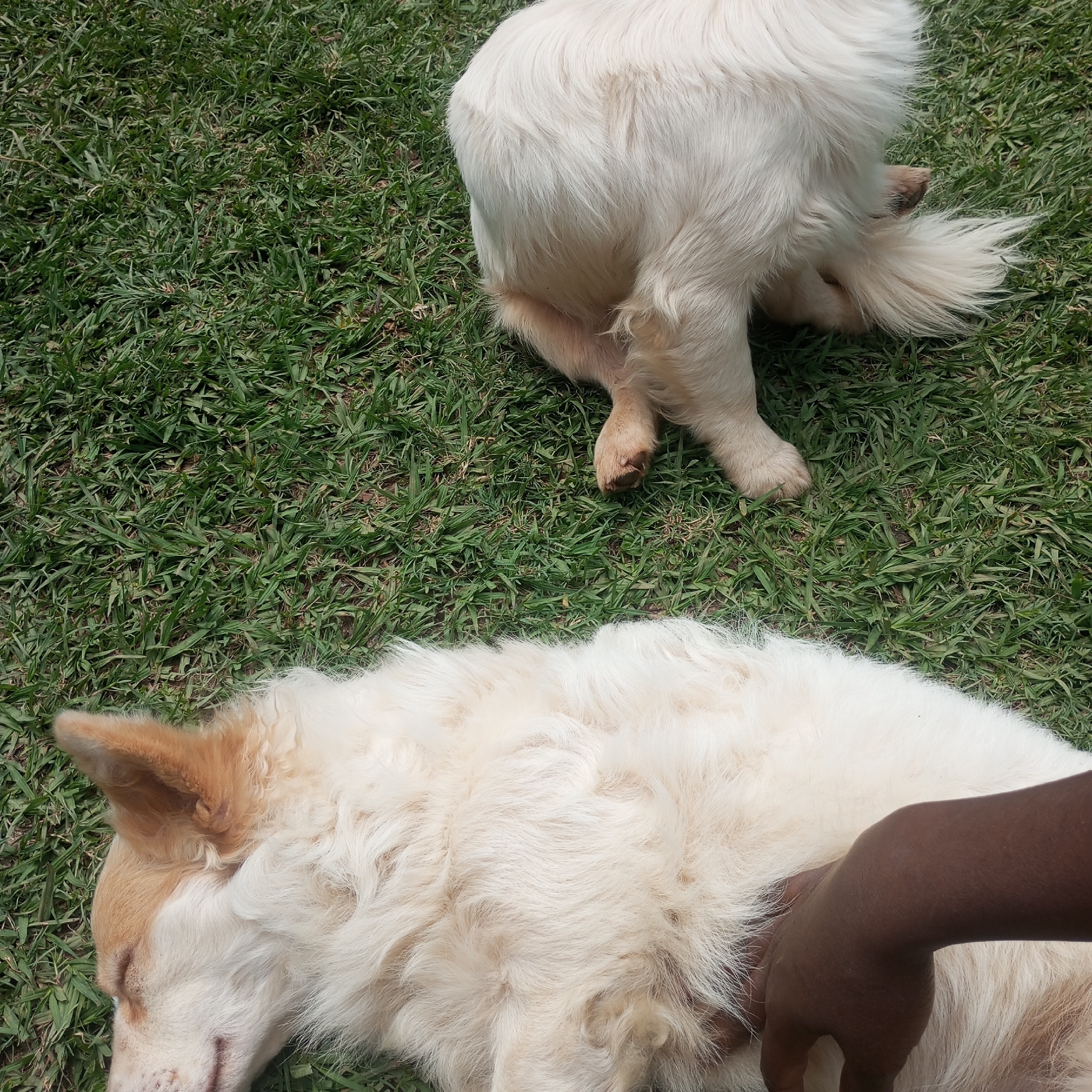 Two dogs are on a green lawn. One dog is lying down, with a person's hand petting its fur. The other dog is standing. The location is Mahiakalo ward, Kenya.