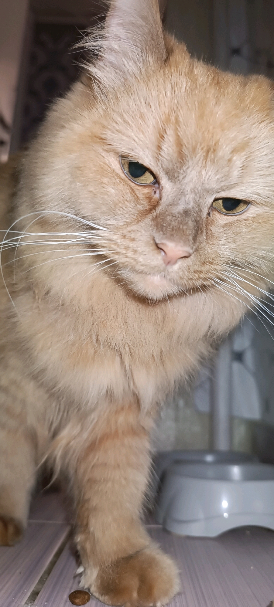 A close-up, low-angle, vertical shot shows the head and upper body of a fluffy, ginger cat indoors. The cat is looking downwards and slightly to its right, with its eyes partially closed. Its fur is light orange with some darker orange stripes visible on its paws. The background is blurred, with a white bowl or container visible to the right of the cat. The floor appears to be tiled with light-colored tiles. There are no people or significant objects in the scene other than the cat and the bowl. The image does not provide any information about the city of Chaikovsky, Russia, or any specific location within it.