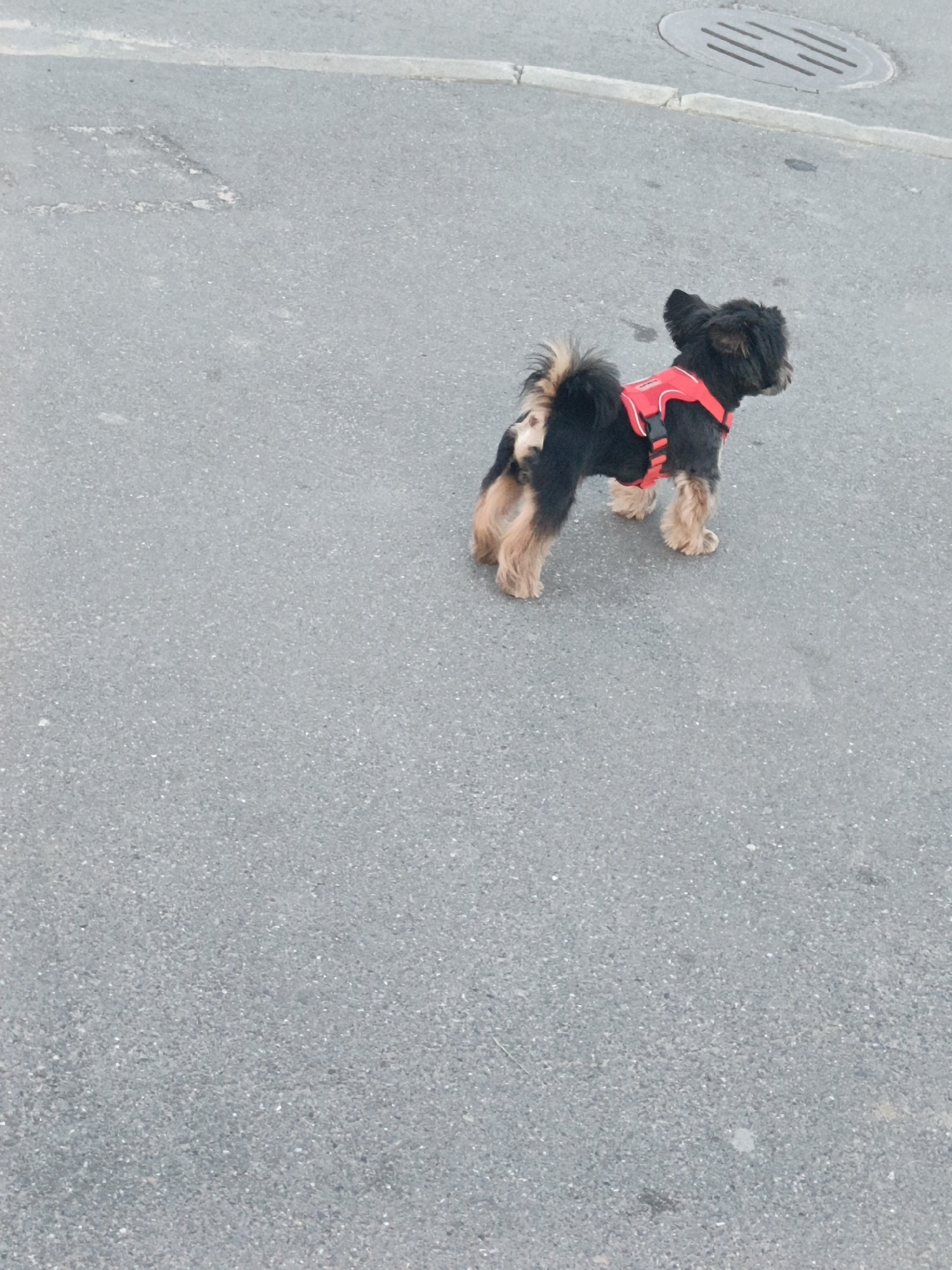 A small black and tan dog with a fluffy tail and a red harness stands on an asphalt surface. The dog is facing to the right and appears to be looking away from the camera. In the background, a metal grate is visible on the street. The environment appears to be an urban setting.