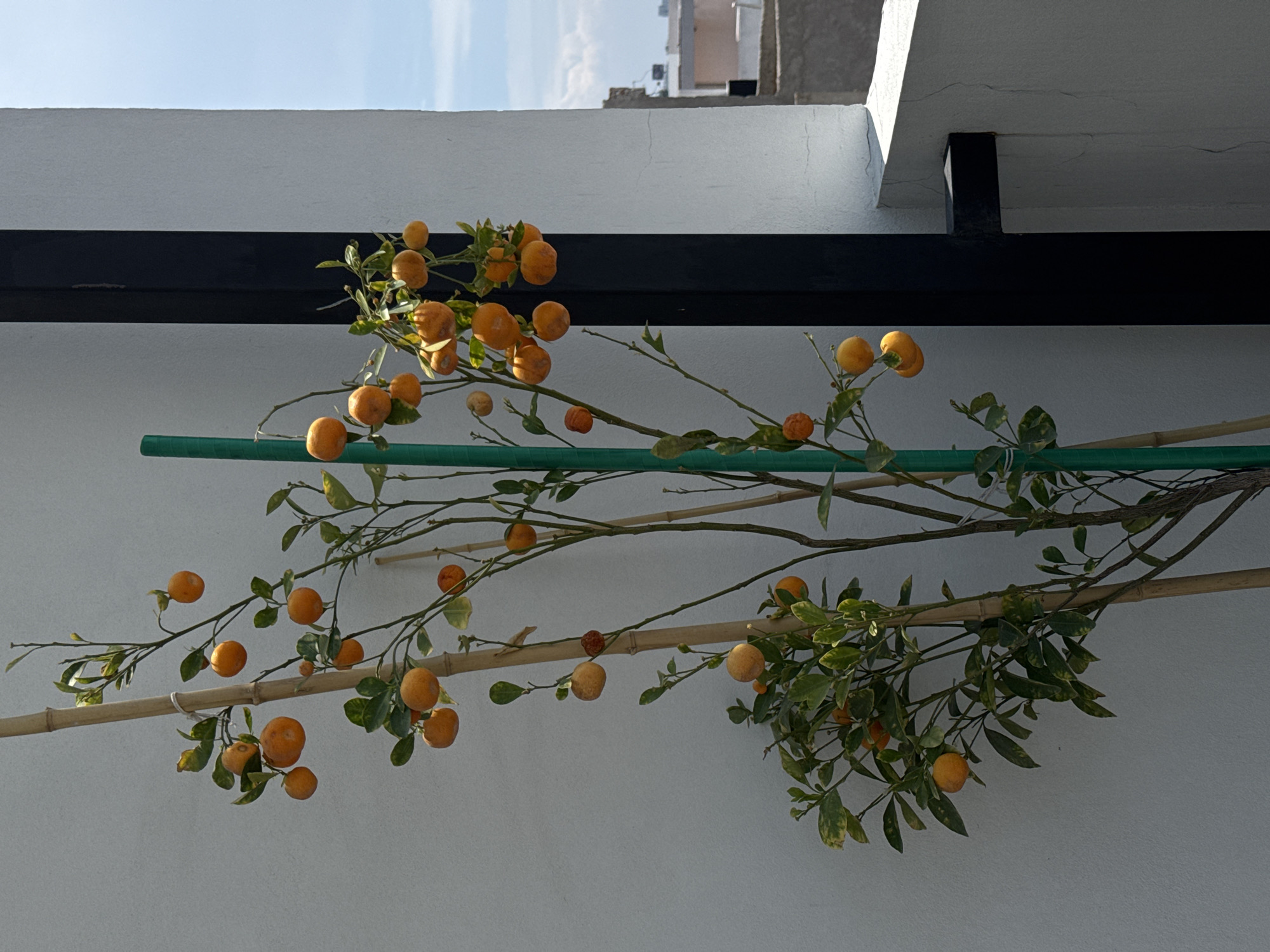 This image shows an orange tree branch, with multiple ripe oranges, trained to grow horizontally along bamboo and green support structures against a light gray wall. The wall appears to be part of a building's exterior, possibly a rooftop or balcony. Above the wall, a black horizontal beam is visible, and behind it, parts of other buildings and the sky can be seen. The location is likely in Puebla, Mexico.