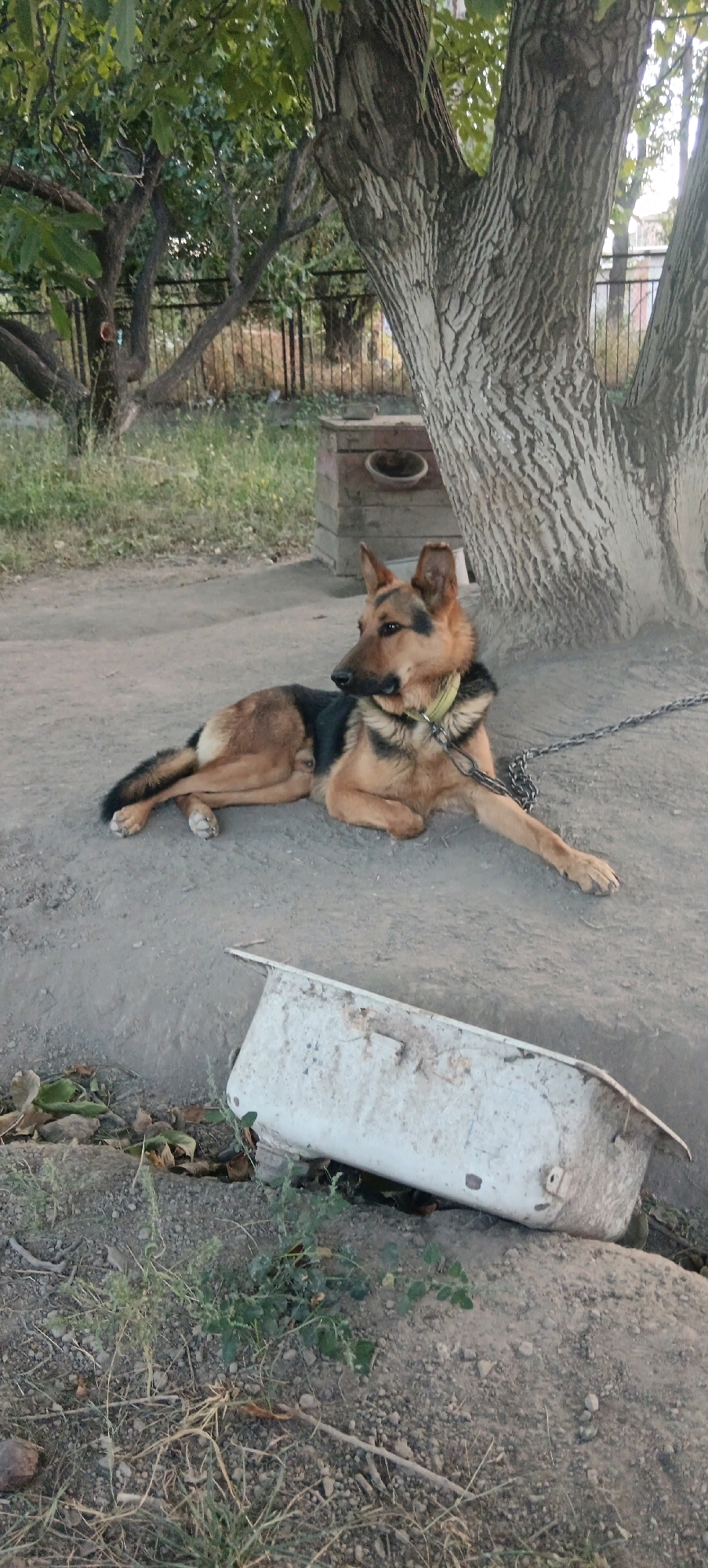 A German Shepherd dog lies on dusty ground next to a large tree trunk. The dog is chained and wears a yellow collar. The background shows a metal fence and some greenery. A white, weathered bathtub lies on its side in the foreground. The scene appears to be outdoors, possibly in a rural or yard setting in Aragatsavan, Armenia. The time of day seems to be late afternoon or early evening, indicated by the soft lighting. The dog looks relaxed, resting its head on its paws.