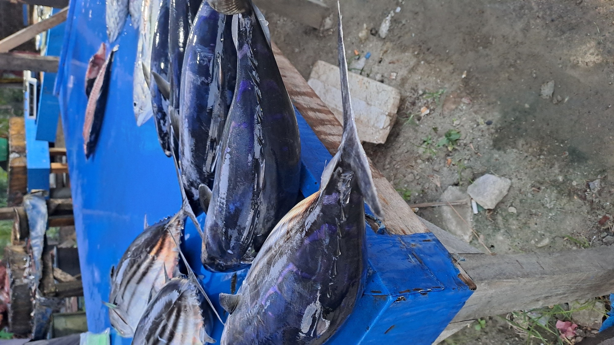 The image shows a close-up view of several large fish laid out on a blue surface, likely a table, at a market in Cottarum Tunong, Indonesia. The fish are mostly dark-colored with iridescent purple and blue hues, suggesting they are tuna or a similar species. Some of the fish are whole, while others appear to have been cut or prepared. The surface is a bright blue, possibly painted wood or plastic, and shows some signs of wear and tear, with chipped paint and a visible wooden edge underneath. In the background, other market stalls and more fish can be glimpsed, suggesting a bustling seafood market environment. The ground beneath the table is visible, appearing to be dirt or gravel with some scattered debris. The overall impression is that of a fresh seafood display at an outdoor market.