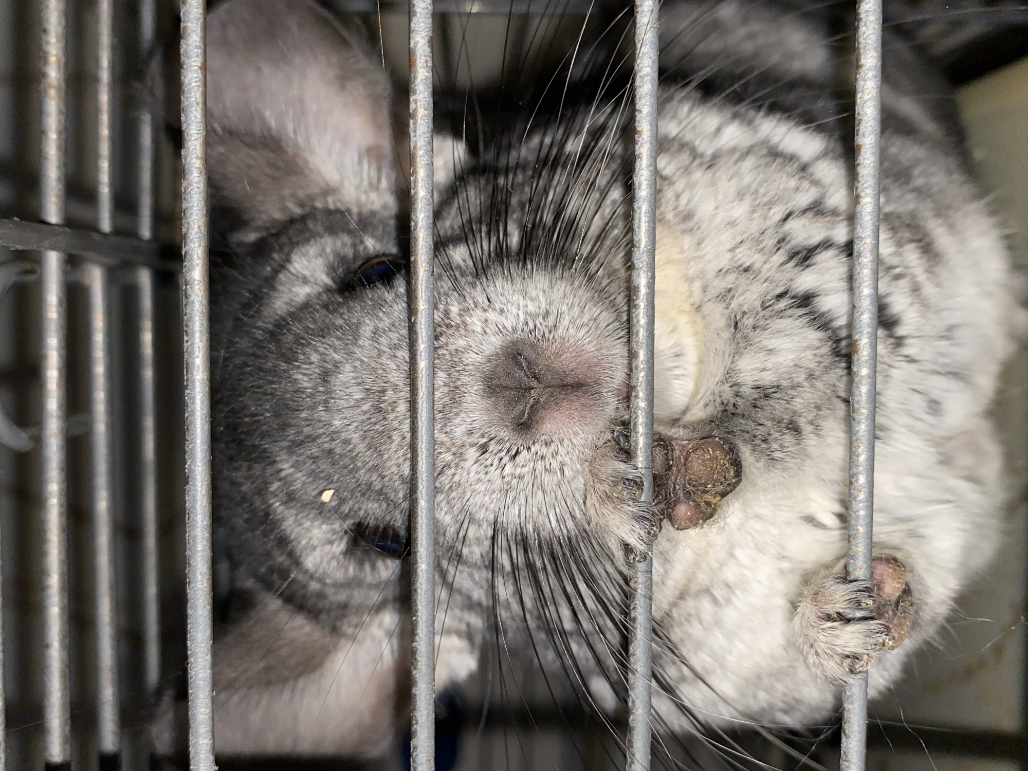 This media file presents a close-up, vertical shot of a chinchilla inside a metal cage. The chinchilla's face is prominent, with its small, pinkish-grey nose and long, dark whiskers centrally positioned. Its left eye (viewer's left) is partially visible and dark, while the right eye is mostly obscured by its fur and the angle. The animal's fur displays a characteristic mottled pattern of grey and white, with darker grey hues appearing on the left side of its head and lighter, almost white, fur blending with grey on the right.
The chinchilla's small paws are gripping the vertical metal bars of the cage on the right side of its face. The pads of its paws appear textured, possibly from wear or contact with bedding. The metal bars of the cage are a dominant feature, running vertically across the image, with some horizontal elements visible in the background. The bars show signs of age or wear, with some slight discoloration and a rough texture. The setting is clearly an enclosed environment, likely a pet cage. There is no specific activity beyond the chinchilla pressing its face against the bars, possibly resting or observing its surroundings. No specific time of day, weather conditions, or strong emotions are discernible from the image. There is no visible text. The location context for this media is Votkinsk, Russia.