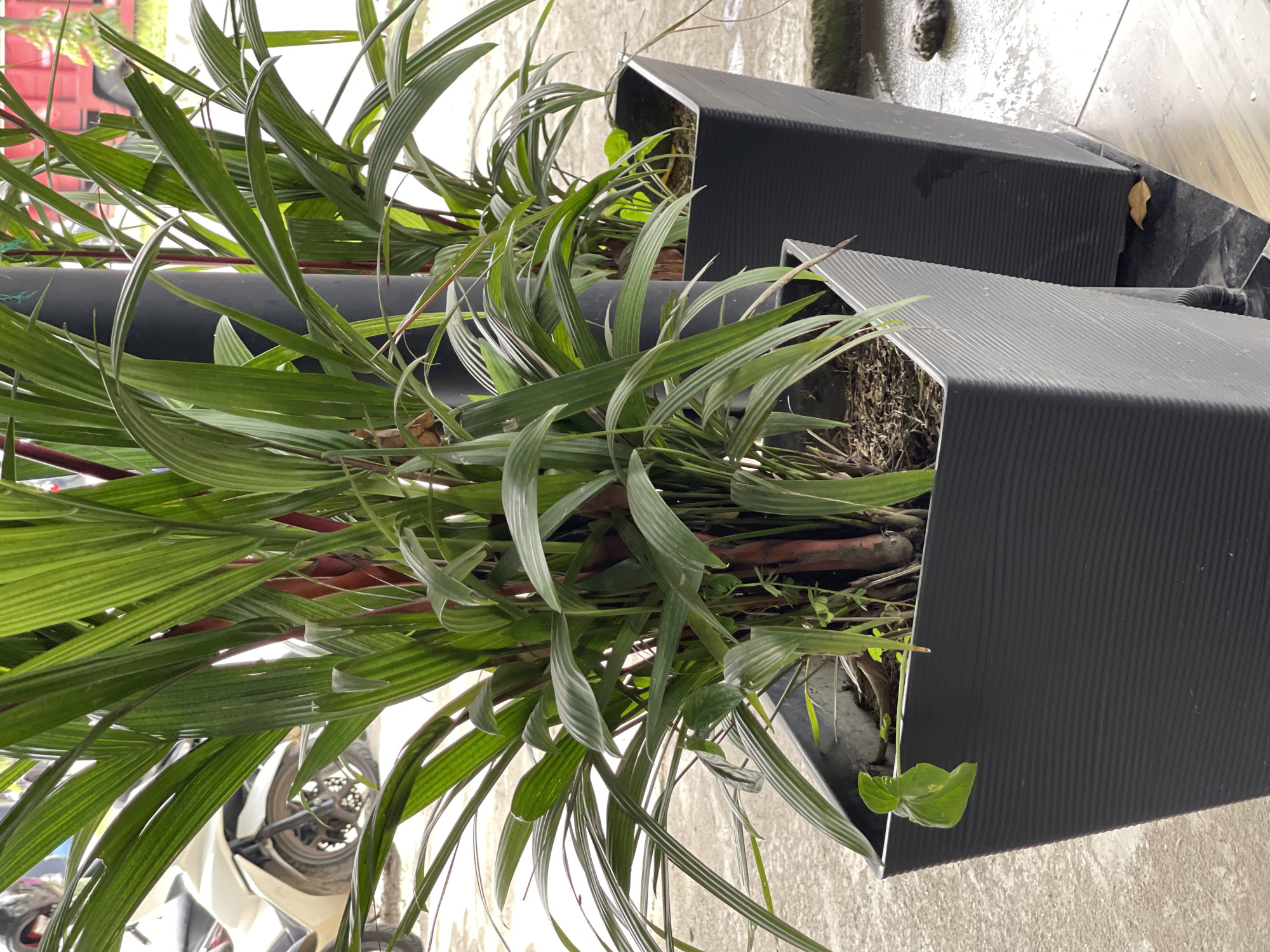 Two tall, black, ribbed planters contain lush green plants with red stems. The planters are situated outdoors on a grey, paved surface, which appears wet, suggesting recent rain. In the background, a white motorcycle is partially visible. Beyond that, a red structure, possibly part of a building or a fence, can be seen. The scene is likely located in Pantegajah, Indonesia, given the context.
