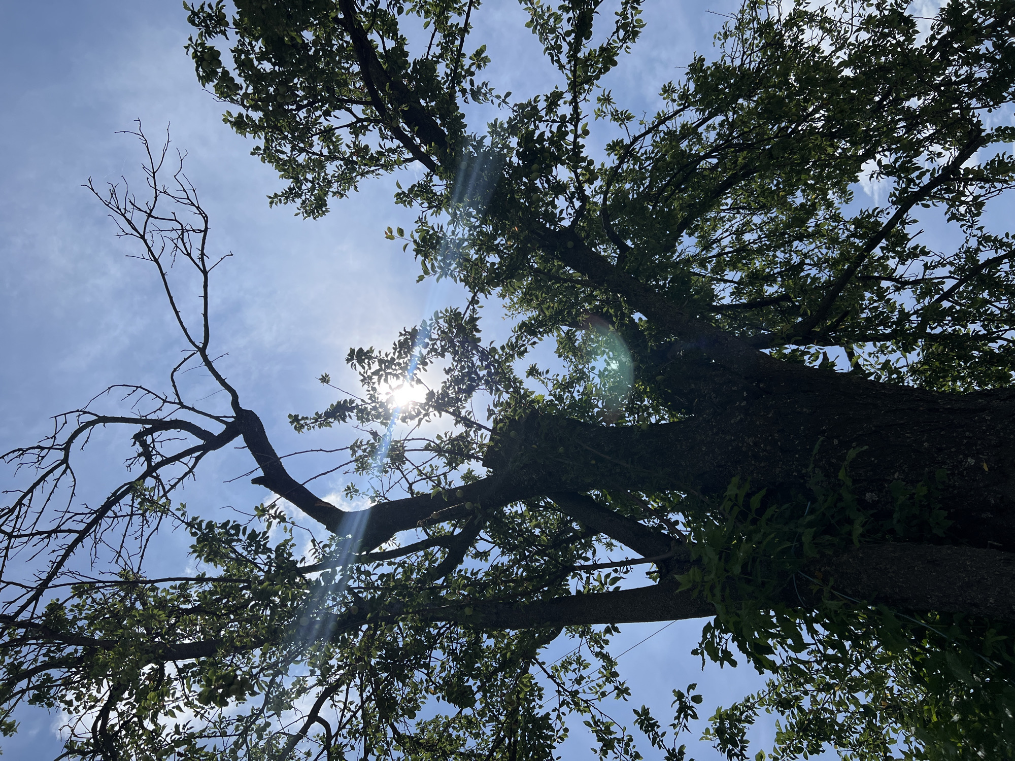 The image presents an upward perspective through the canopy of a large tree against a bright, blue sky with scattered wispy clouds. The scene is an outdoor natural environment, likely in Ivan Vazovo, Bulgaria, under clear weather conditions.
The primary subjects are the intricate network of tree branches and the sky. The tree exhibits a striking contrast: some branches are densely covered with lush green leaves, some of which appear to bear small, unripe green fruits, suggesting a fruiting tree. Other branches are entirely bare, skeletal, and devoid of foliage, appearing as deadwood or older, deciduous sections. A subtle spiderweb can be discerned stretched between these bare branches.
The sun is positioned behind the tree canopy, causing strong backlighting. This creates prominent silhouettes of the leaves and branches against the brilliant sky. The intense sunlight also produces significant lens flare, visible as bright, circular and linear artifacts across the image. The time of day is clearly daytime, likely mid-morning or early afternoon, given the high position of the sun. There is no human activity depicted, nor is any text visible in the image. The overall composition highlights the natural interplay of light, shadow, and organic forms within the tree's structure.