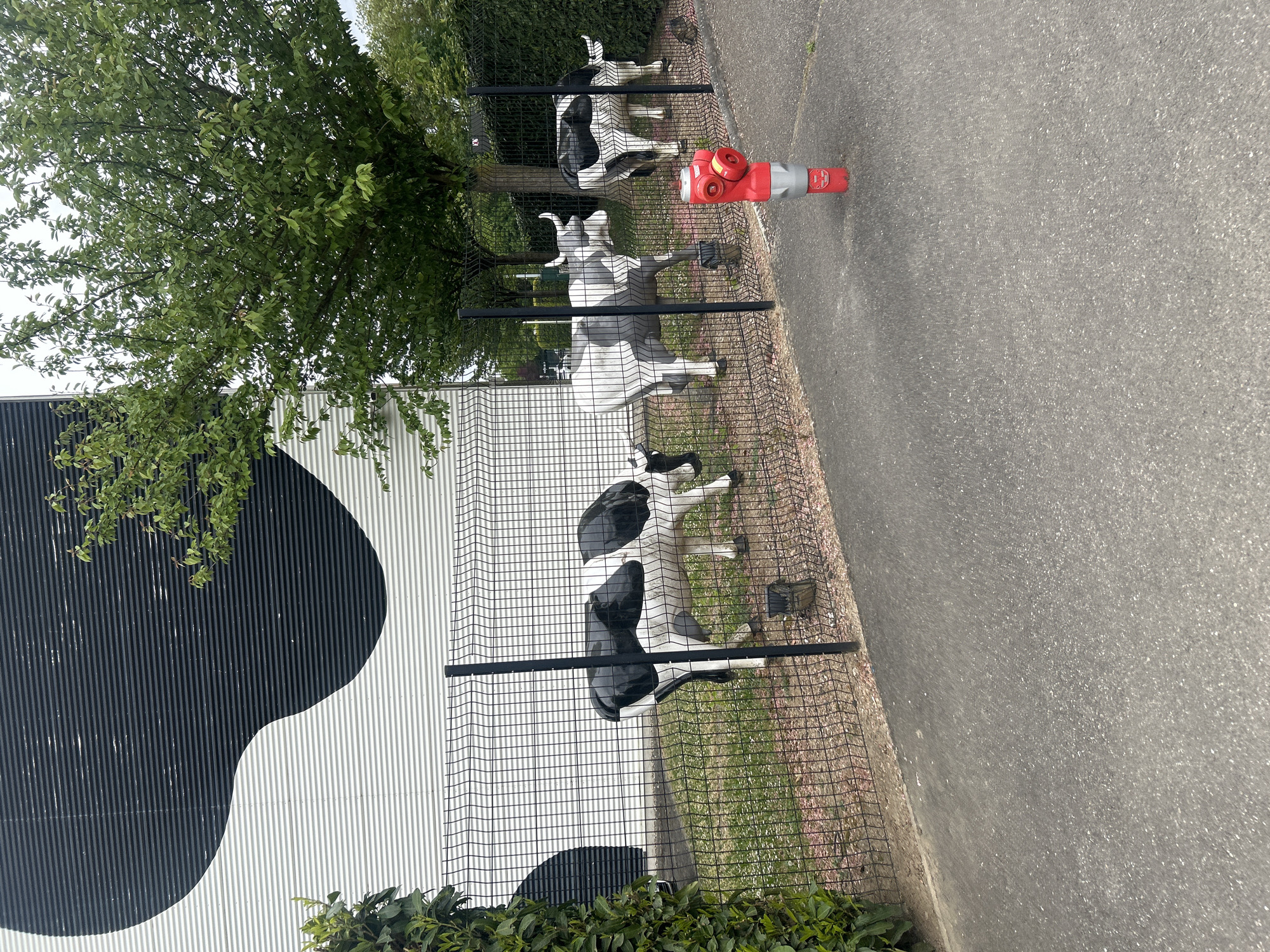 The scene shows a row of Holstein Friesian cow statues behind a black wire fence bordering a gray asphalt road. A red and silver fire hydrant stands among the cows. Behind the fence and cows is a white building with a large black spot design on it. A tree and some greenery are visible above and around the fence. This scene is located in Eckbolsheim, France.