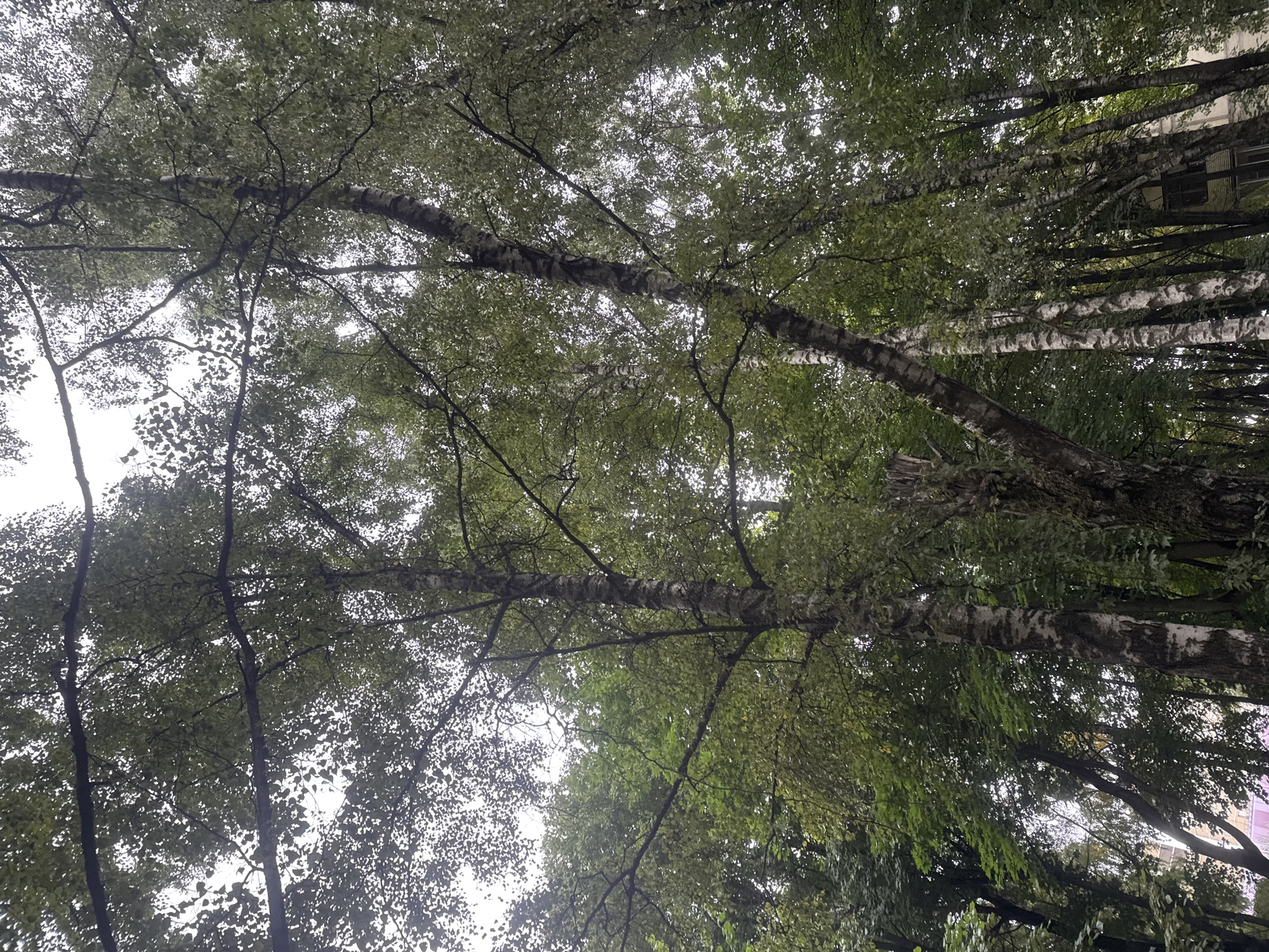 This is a photograph taken from a low angle, looking up through a dense canopy of trees. The dominant subjects are the trees themselves, with their rough, textured bark, some of which is pale and white like birch trees, and others with darker, rougher bark. The leaves are a lush green, forming a thick covering that partially obscures the sky, which appears overcast. The scene is consistent with an urban park or tree-lined street. The overall impression is one of abundant foliage and a natural, somewhat wild, environment within a built-up area. The specific location of Sovkhoza imeni Lenina, Russia, suggests a semi-rural or suburban setting where such tree growth would be common. No people or specific actions are visible in the image.