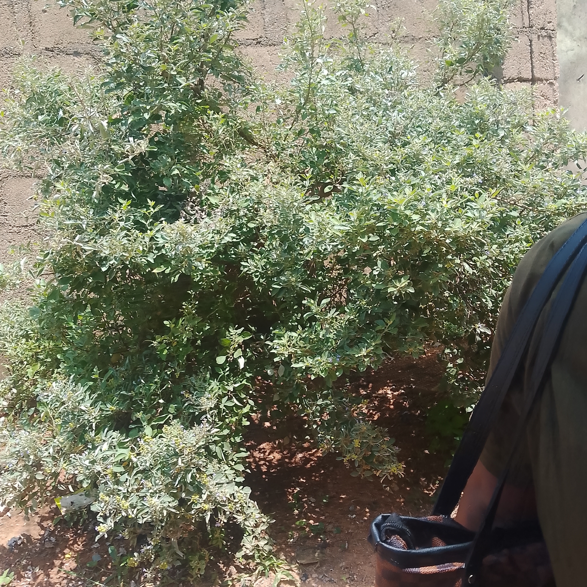 In Jalingo, Nigeria, a dense, leafy green bush stands against a rough, light brown brick wall. The bush is vibrant with numerous small leaves and branches, some lighter green or even silvery, suggesting variations in growth or species. Sunlight dapples the ground beneath the foliage, creating a pattern of light and shadow on the reddish-brown soil. To the right of the bush, a person is partially visible, wearing a dark green garment and carrying a dark bag with visible straps. The bag appears to be made of a woven material with a darker trim and a zippered opening, containing what looks like small, brown, conical objects. The overall scene depicts an outdoor environment, likely a garden or yard, under natural daylight.
