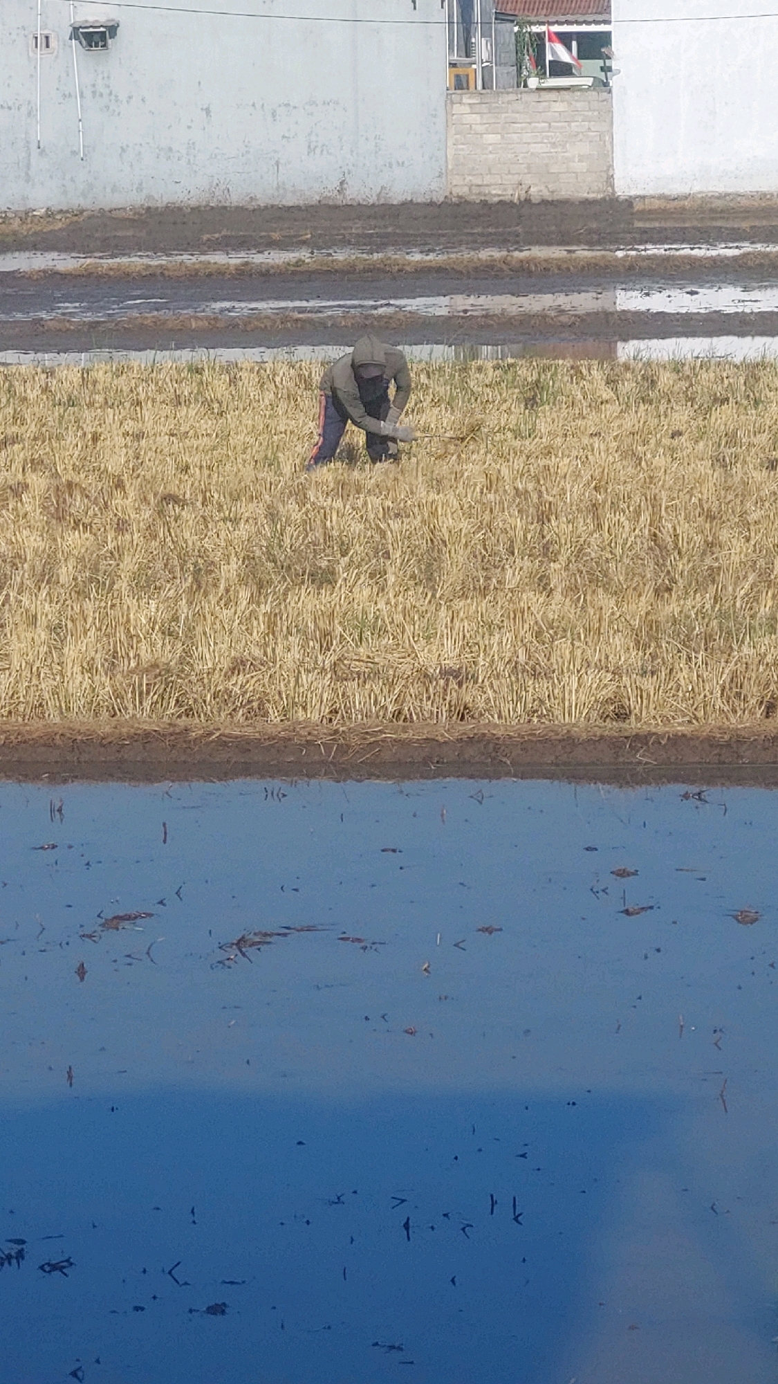 A person wearing a dark hooded jacket and dark pants with a red stripe is kneeling in a field of dry, harvested stalks, possibly rice. The person appears to be using a tool to gather the stalks. The field is bordered by a body of water, which reflects the sky and some debris. In the background, there is a light-colored building with a tiled roof and some brickwork. The environment suggests a rural or agricultural setting in Babadan, Indonesia.