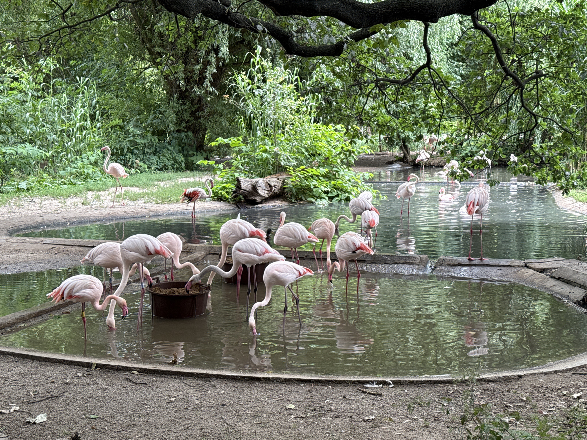 The image depicts a group of flamingos in and around a shallow pool of water, surrounded by lush green foliage and trees. The flamingos, with their characteristic pink and white plumage, are varied in their poses and activities. Some are standing in the water, while others are wading or bending down to drink or feed. One flamingo is visible on the sandy bank to the left, and another is partially obscured by vegetation further back. A brown feeding trough is positioned in the water, with several flamingos gathered around it.
The scene appears to be a zoo or wildlife enclosure, given the presence of the feeding trough and the somewhat artificial, contained nature of the pool. The lighting suggests it is daytime, likely overcast or late afternoon, as there are no strong shadows. The overall atmosphere is peaceful and naturalistic, with the vibrant green of the trees contrasting with the soft pinks of the birds. The water is calm, reflecting the surrounding greenery and the flamingos themselves. There are no visible people or text in the image. The location is implied to be Prague, Czechia, as per the context.