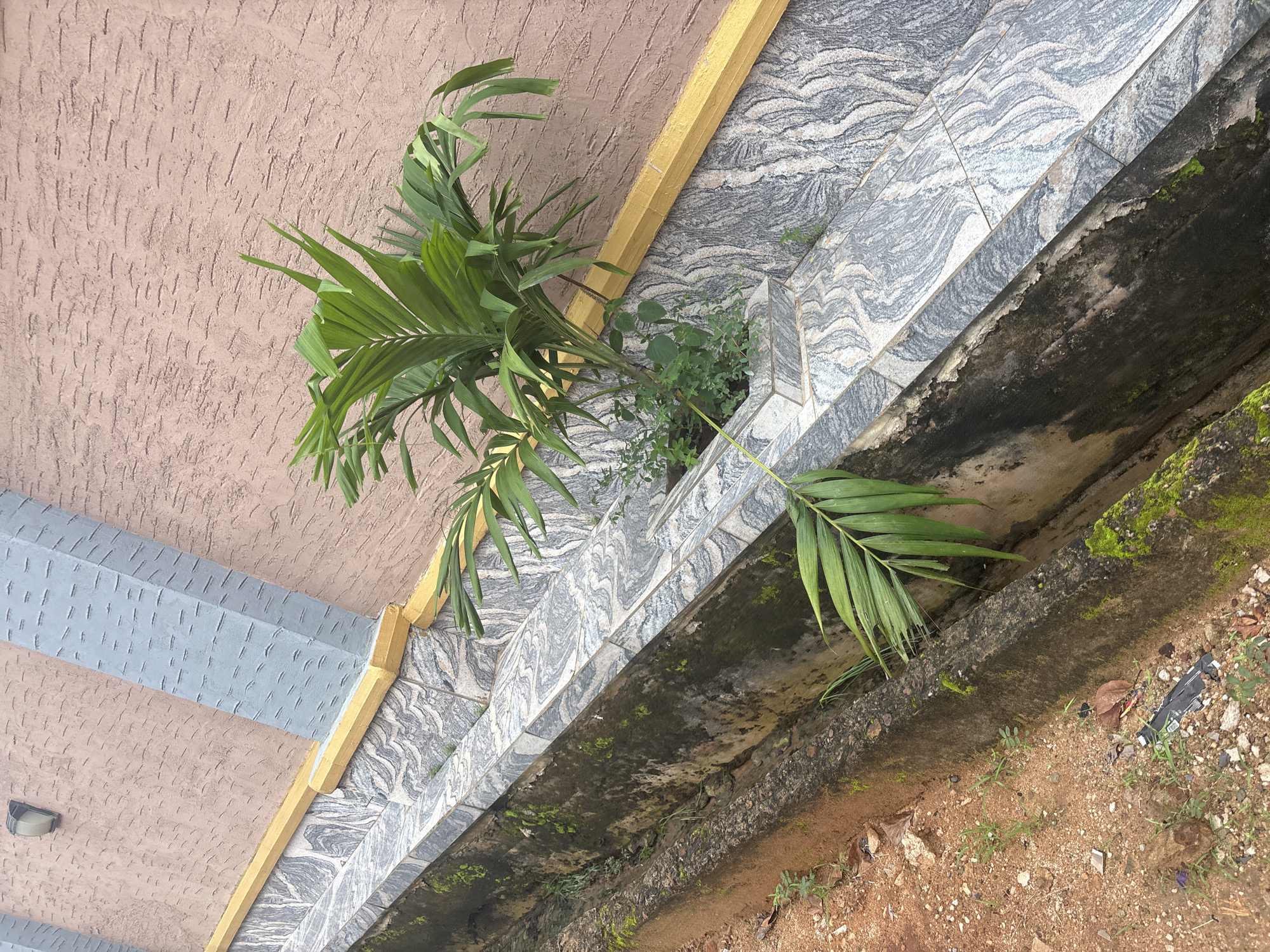 An exterior shot captures a palm plant growing alongside a textured pink wall in Obosi, Nigeria. The plant's leaves are vibrant green, with one frond extending downwards. A stone drain runs parallel to the wall, its concrete edge lined with moss. The drain is partially filled with debris, including a dry leaf and a black object. The wall is accented by gray structural elements and a yellow trim. The ground is a mixture of red soil and small stones.