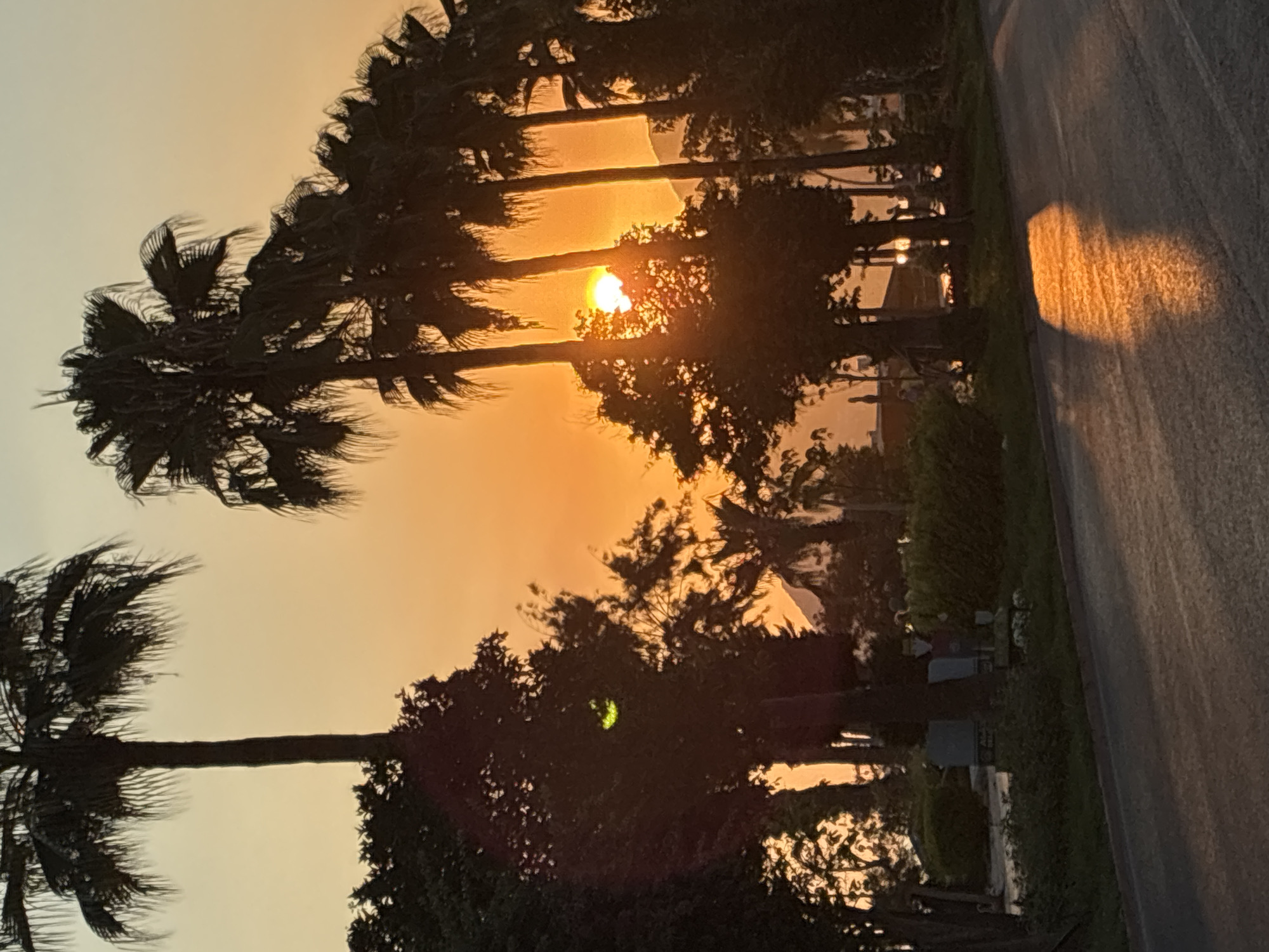 A sunset casts a warm orange glow across a street lined with palm trees in Alanya, Turkey. The sun, partially obscured by the fronds of a palm tree, is a bright orb in the sky. The light reflects off the wet asphalt of the road, creating a shimmering orange patch. In the background, lush green foliage and the silhouettes of buildings can be seen. The image captures a peaceful and scenic moment in the coastal city.