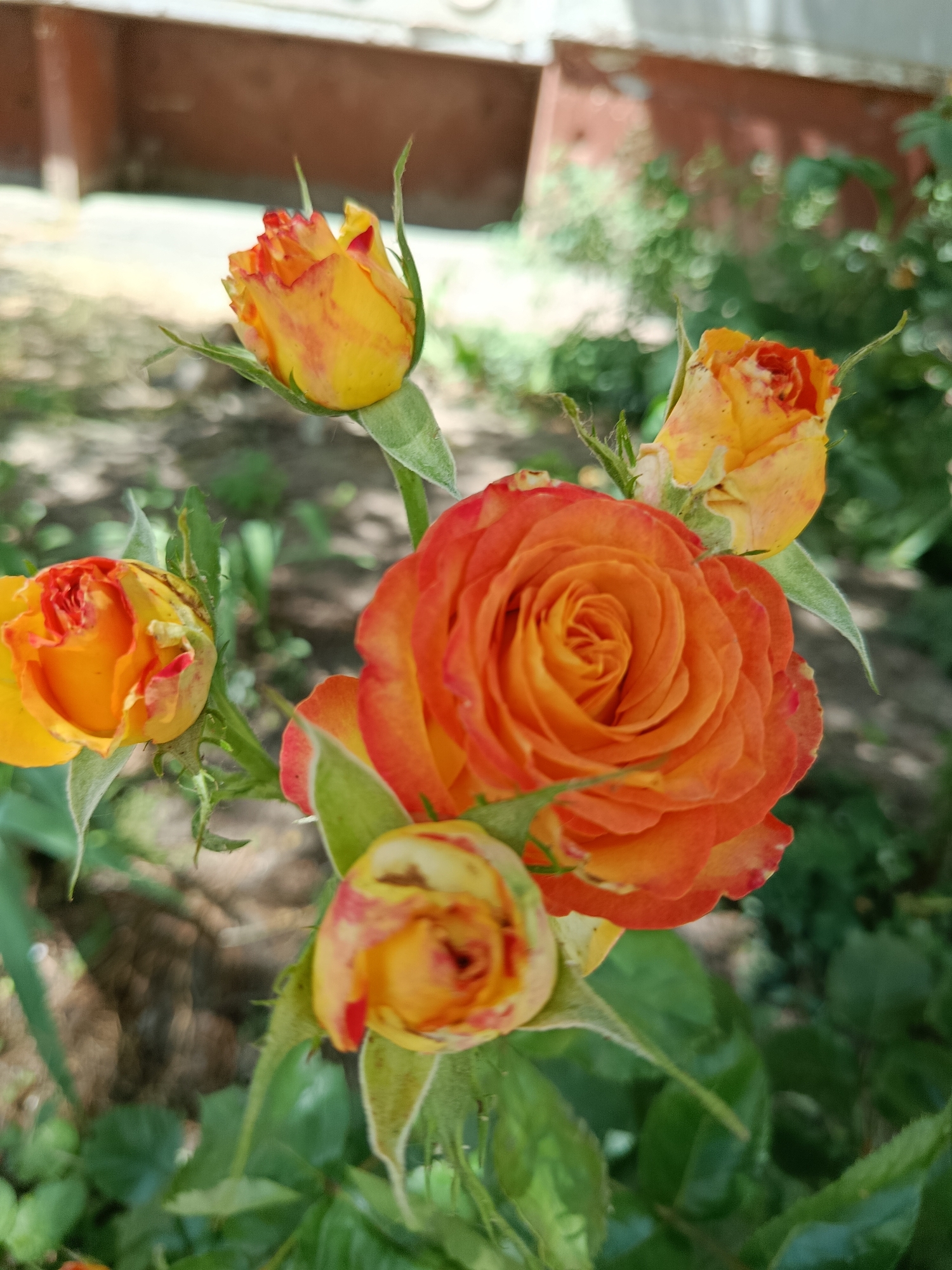 A close-up shot captures a cluster of orange and yellow roses against a blurred background of green foliage and a building. One rose in the foreground is fully bloomed with intricate, spiraling petals in vibrant shades of orange and yellow, edged with a deeper red. Surrounding it are several rosebuds, some partially opened, revealing their fiery coloration, and others tightly closed. The leaves and stems are a lush green, some with a fine, downy texture. The scene appears to be outdoors, possibly in a garden or park setting. The lighting suggests it is daytime.