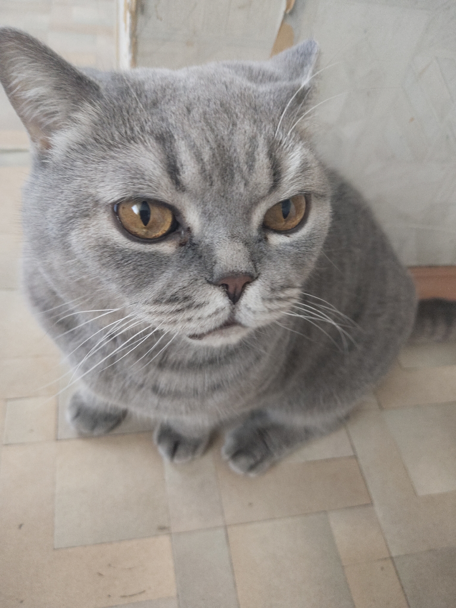 An eye-level, close-up photograph captures a gray domestic cat with striking features, sitting indoors. The cat's fur is a uniform ash gray, displaying faint tabby stripes, particularly visible on its head. Its prominent eyes are a vivid amber or golden-brown, with narrow pupils, conveying an attentive and focused expression as it looks slightly upwards and to the right. A small, delicate pink nose is centered on its face, from which numerous long, white whiskers extend outwards.
The cat is positioned on a light-colored floor, which appears to be tiled or patterned with square or rectangular shapes in varying shades of light beige and cream. Its front paws are tucked neatly beneath its chest. The background consists of a plain, light-colored wall, possibly painted or textured, with some minor discolored marks visible towards the top right. The lighting is soft and even, illuminating the cat's fur and emphasizing the intensity of its gaze. There is no visible text in the image.