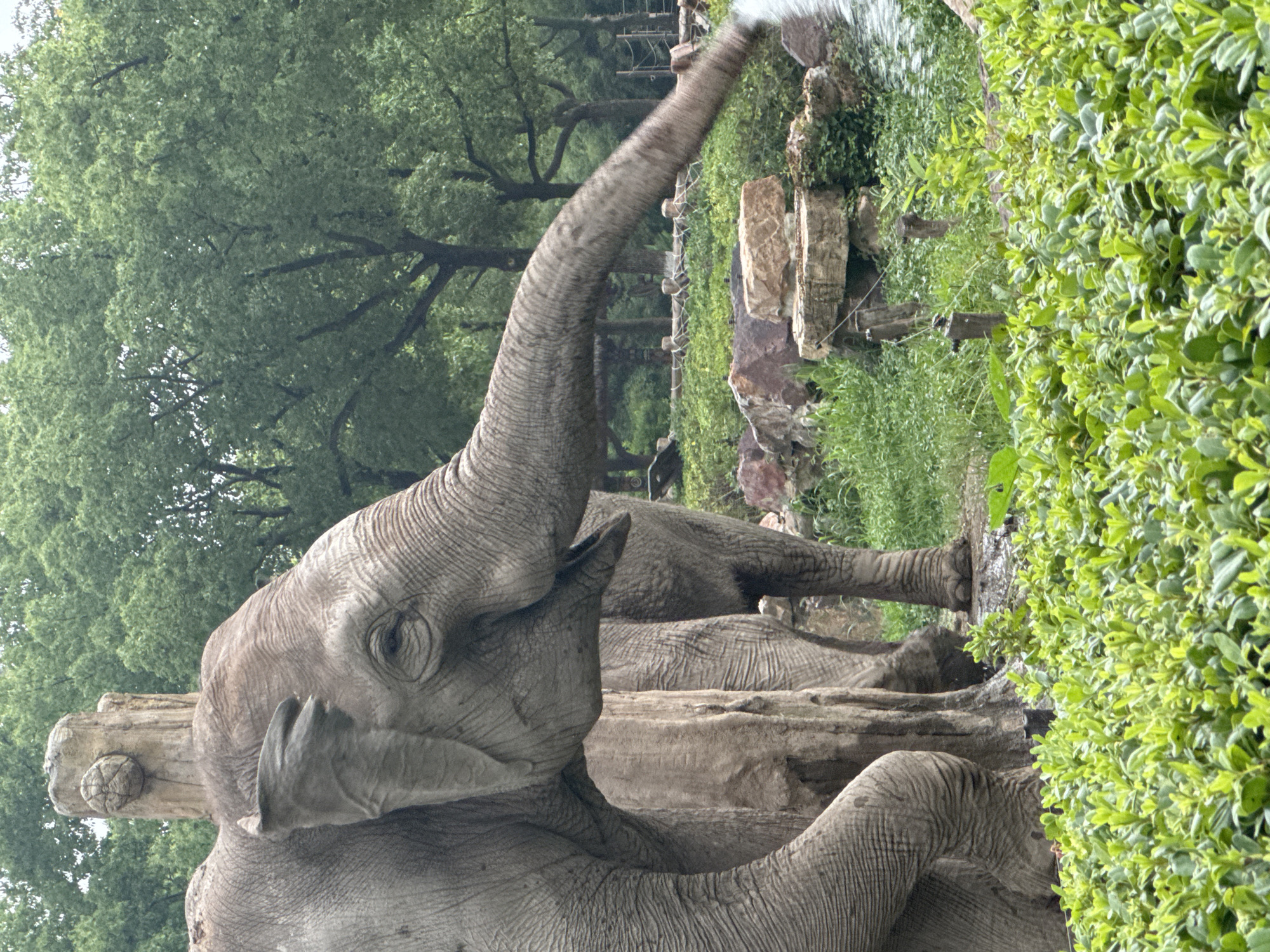 In Pudong, China, an adult elephant stands in an outdoor enclosure at a zoo. The elephant is grey with wrinkled skin and has a trunk extended to the right, seemingly spraying water. The elephant's left side is primarily visible, with its large ear, eye, and part of its head and body in focus. Behind the elephant, a large, rough-textured tree trunk serves as a backdrop. In the mid-ground, another elephant's legs and hindquarters are visible. The environment includes lush green foliage in the foreground and background, with scattered rocks and wooden posts. Trees with dense green leaves form the upper backdrop, suggesting an overcast or humid day.