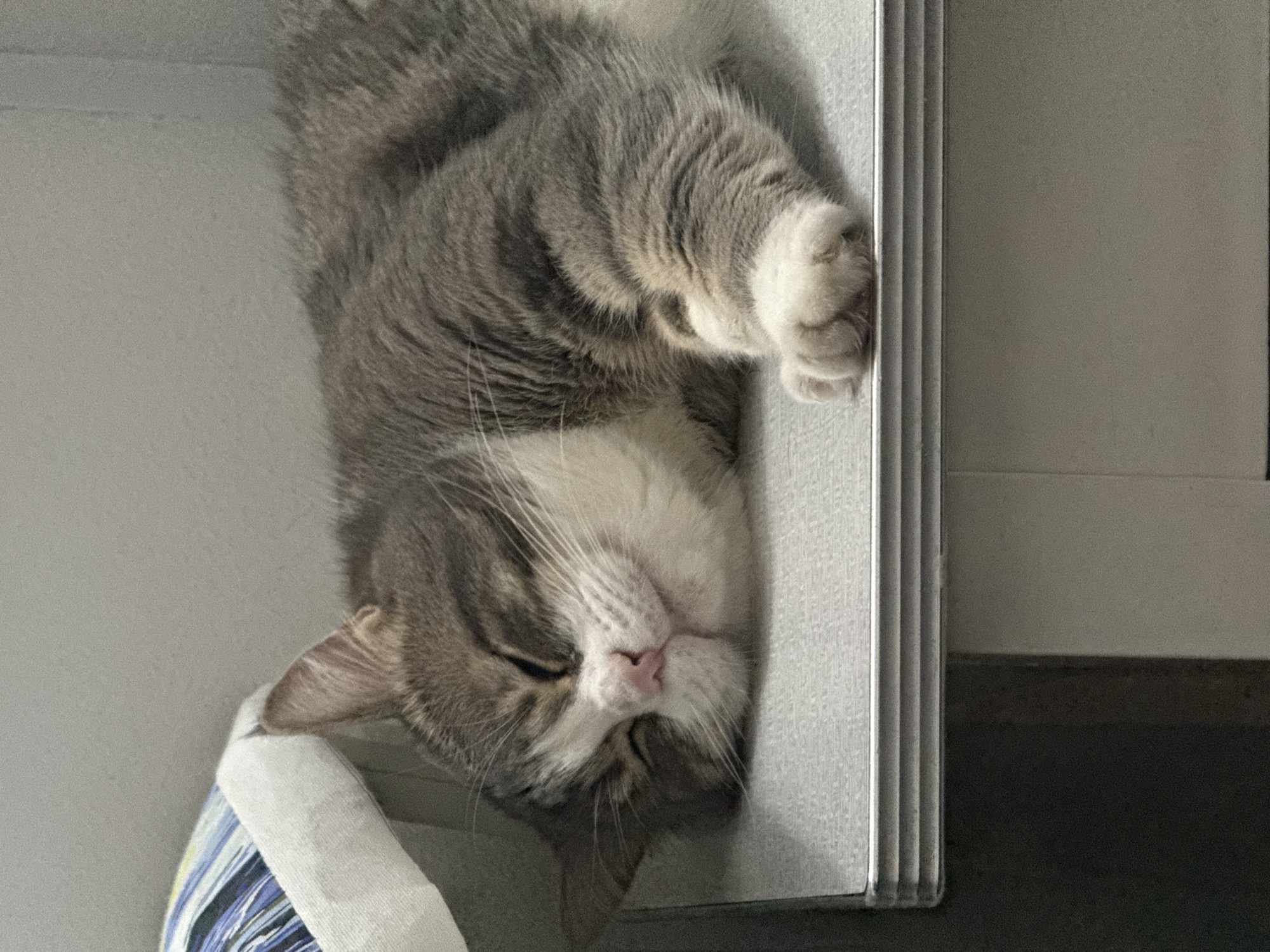 A gray and white tabby cat is shown asleep, appearing to be lying on its side. The cat has its eyes closed, and its paw is resting near the edge of what appears to be a wall or a flat surface. The cat's head is near a pillow-like object with blue and white stripes. The background includes a white wall and a section of a doorframe or similar architectural detail. The location is not discernible from the image.