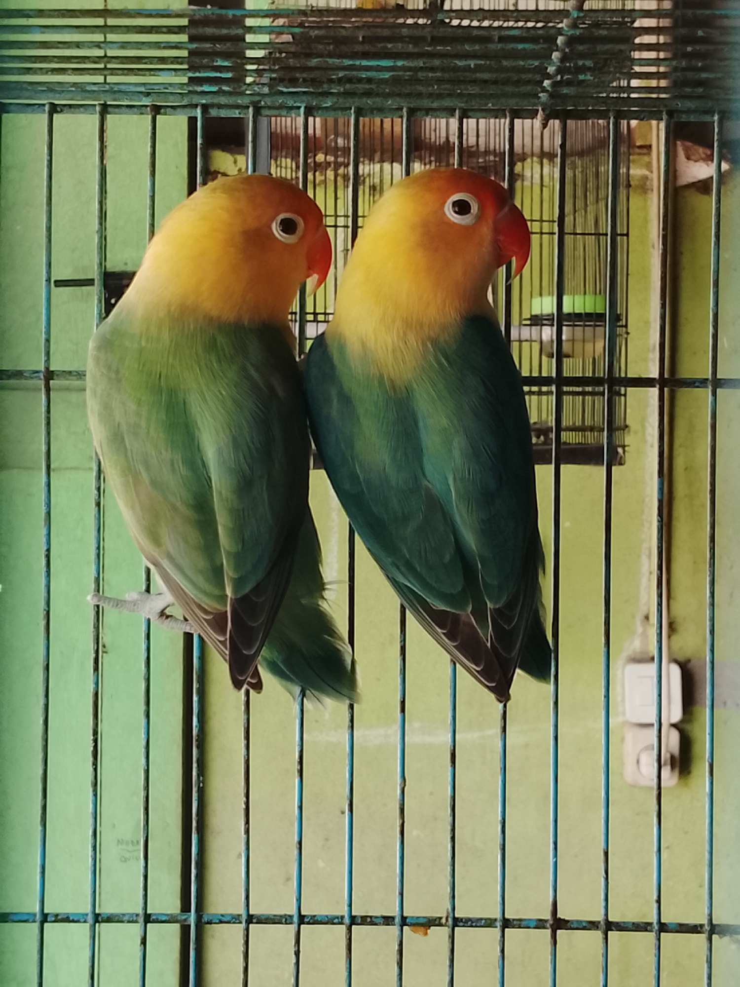 Two lovebirds, one slightly ahead of the other, are perched on a horizontal bar within a metal cage. The bird on the left faces the viewer's left, while the bird on the right faces the viewer's right. Both birds exhibit a vibrant color palette, with yellow heads and necks, transitioning to a deep green on their backs, wings, and tails. Their eyes are dark, and their beaks are a striking red. The cage bars are painted a faded blue-green, and the background wall is a muted green. In the upper section of the cage, additional horizontal bars are visible, and a darker, more complex cage structure is partially obscured behind. To the right, mounted on the wall, are two light-colored electrical outlets stacked vertically. The image appears to have been taken in Kuta Trieng, Indonesia, given the provided context of the location.