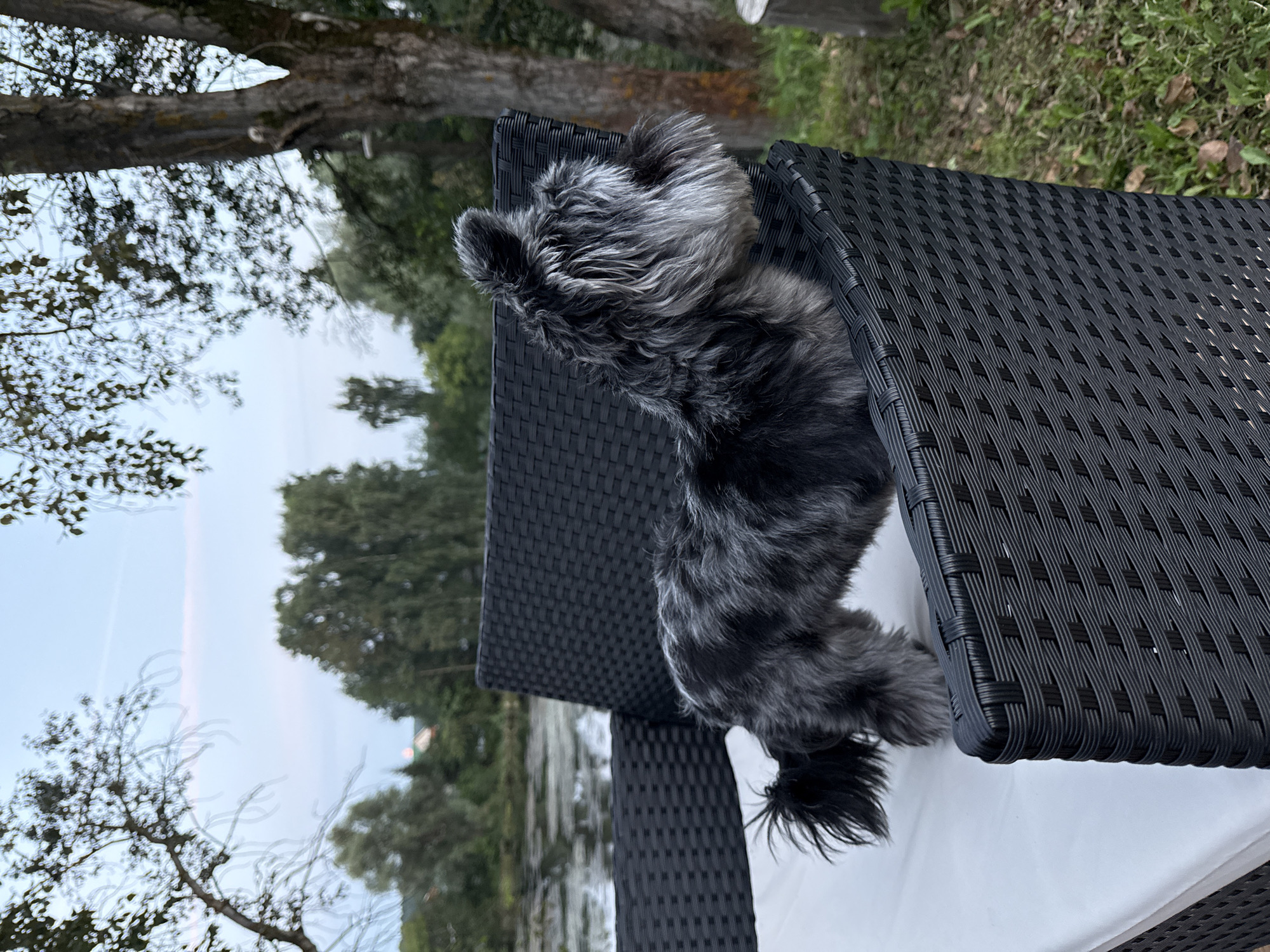 A small, gray and black dog is perched on a white cushion on a black wicker chair. The dog is facing to the right, looking away from the camera, with its body angled towards the left. Its tail is fluffy and curls upwards. Behind the chair, a calm body of water is visible, with trees lining the far bank. The sky above is a soft blue with a hint of pink. The setting appears to be outdoors, possibly a backyard or park area, consistent with a location in Chaikovsky, Russia. The overall scene suggests a peaceful, natural environment.