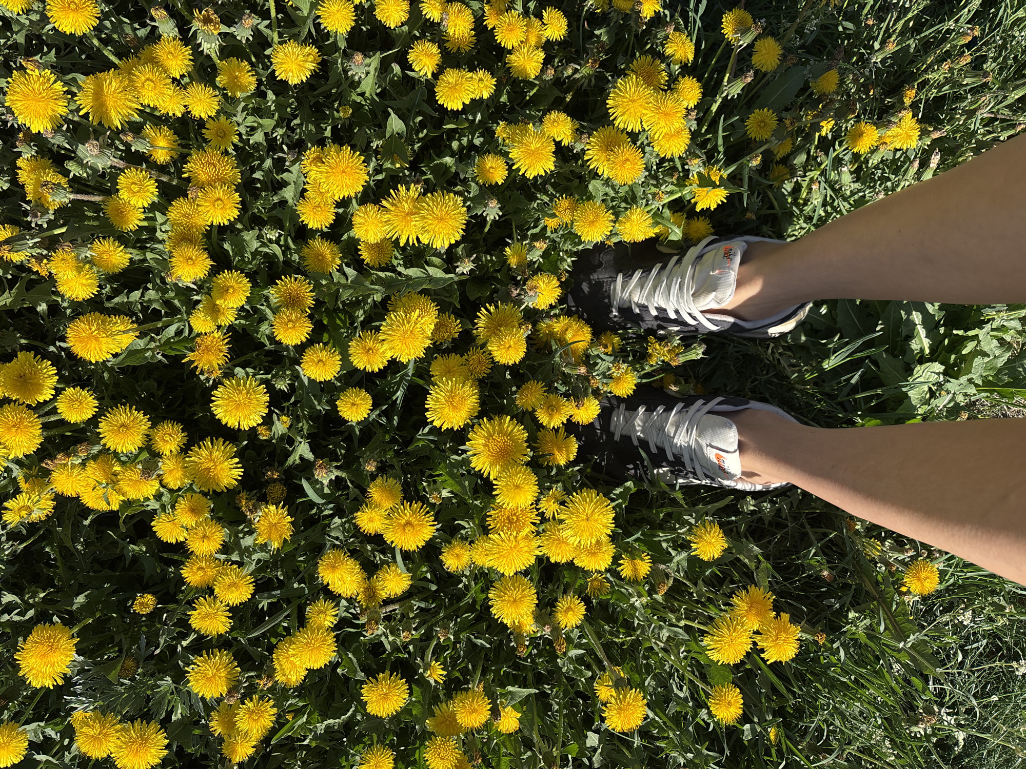 A top-down shot shows two feet wearing white and black sneakers standing in a field of yellow dandelions. Tall blades of grass are also visible. The location is not provided in the image.