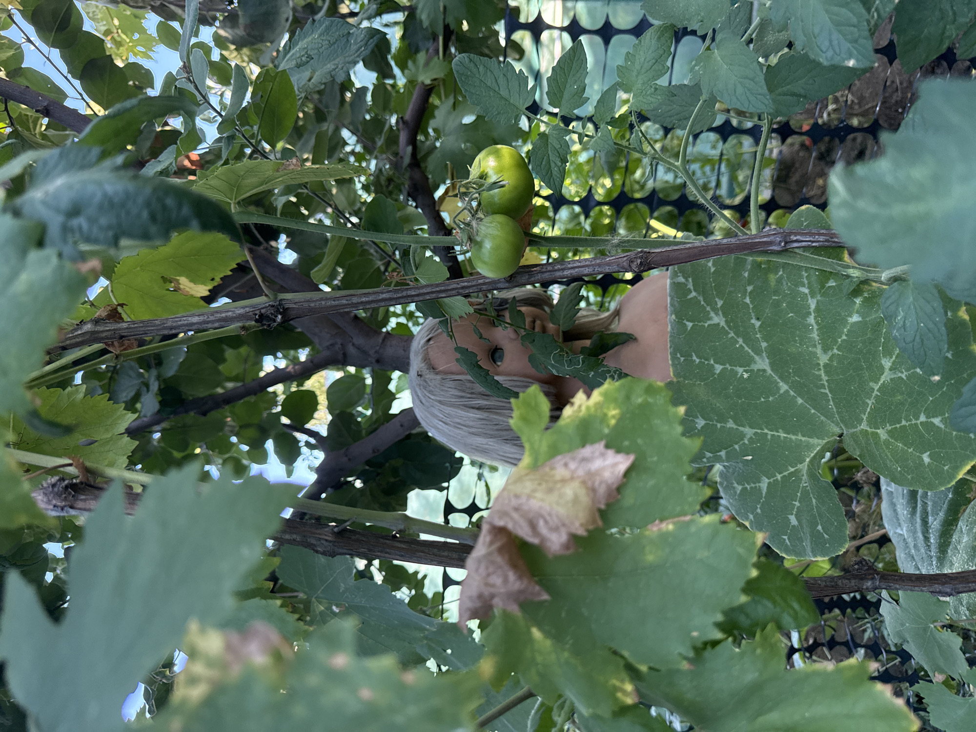 The image depicts a garden scene, likely outdoors, with lush green foliage and a partially visible mannequin head. The mannequin head, with blonde hair and blue eyes, is positioned behind a tangle of leaves and branches, suggesting it might be an element of garden decoration or art. Two green tomatoes hang on a vine in the foreground, adding a touch of nature's bounty to the composition. The background features a dark, circular mesh fence, hinting at a boundary or enclosure. The overall impression is one of an overgrown, somewhat whimsical garden space. There is no specific information about its location within Basarabeasca, Moldova, present in the image.