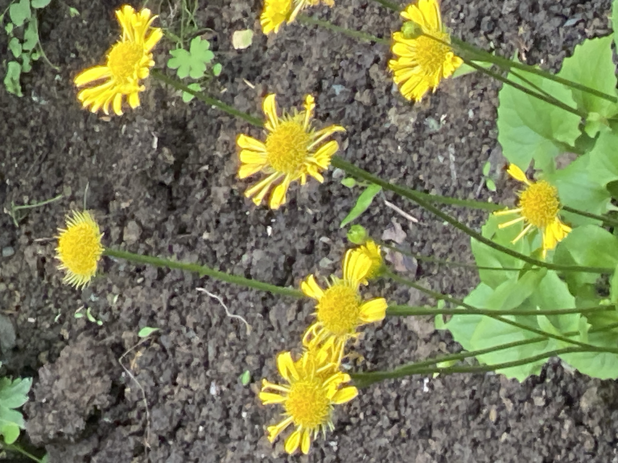 The image depicts a close-up, high-angle view of several bright yellow flowers with serrated petals, growing in dark, loose soil. The flowers are at various stages of bloom, with some fully open and others still forming buds. The stems are thin and green, supporting the delicate blooms. Lush green leaves are visible at the base of some of the flowers. The background consists of more of the dark soil, with occasional hints of green foliage. This scene is consistent with a garden or natural setting, potentially within Yuzhno-Sakhalinsk, Russia, where such flora could be found in parks, botanical gardens, or residential flower beds. No people or specific urban landmarks are visible in this image.