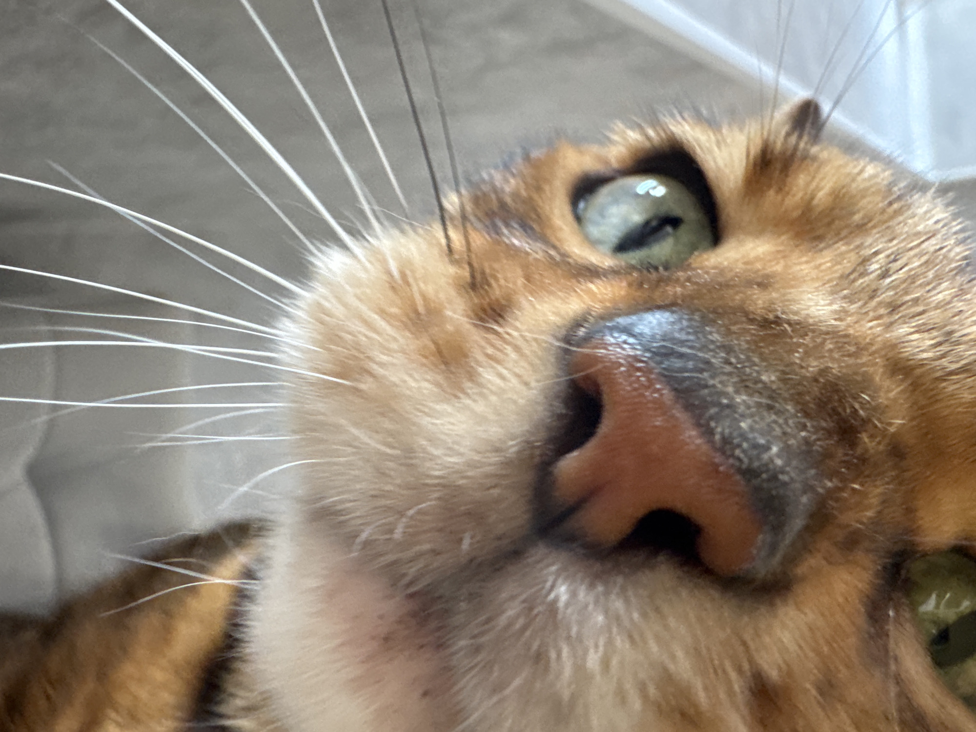 The image presents an extreme close-up, inverted perspective of a domestic cat's face. The feline exhibits short, dense fur primarily in shades of golden-brown and orange, patterned with darker brown or black tabby-like markings, particularly around the eyes and muzzle. Both eyes are open, displaying vibrant green irises with vertically elongated pupils, each containing distinct light reflections.
A prominent, fleshy, pinkish-brown nose with dark nostrils is centered in the frame. Numerous long, thin, white vibrissae (whiskers) extend outwards from the muzzle, fanning across the upper and right portions of the image. Some darker, possibly black, whiskers are visible on the cat's left side (right side of the image). The cat's chin and lower jaw are partially visible towards the bottom of the frame. The upper portion of the cat's body is visible in the top-left, also inverted.
The background is uniformly light grey or off-white, heavily out-of-focus, providing no discernible environmental features, objects, or structures. No other subjects or actions are depicted. The location in the city of Unknown, Unknown, or any specific geographic information, cannot be determined from this image.