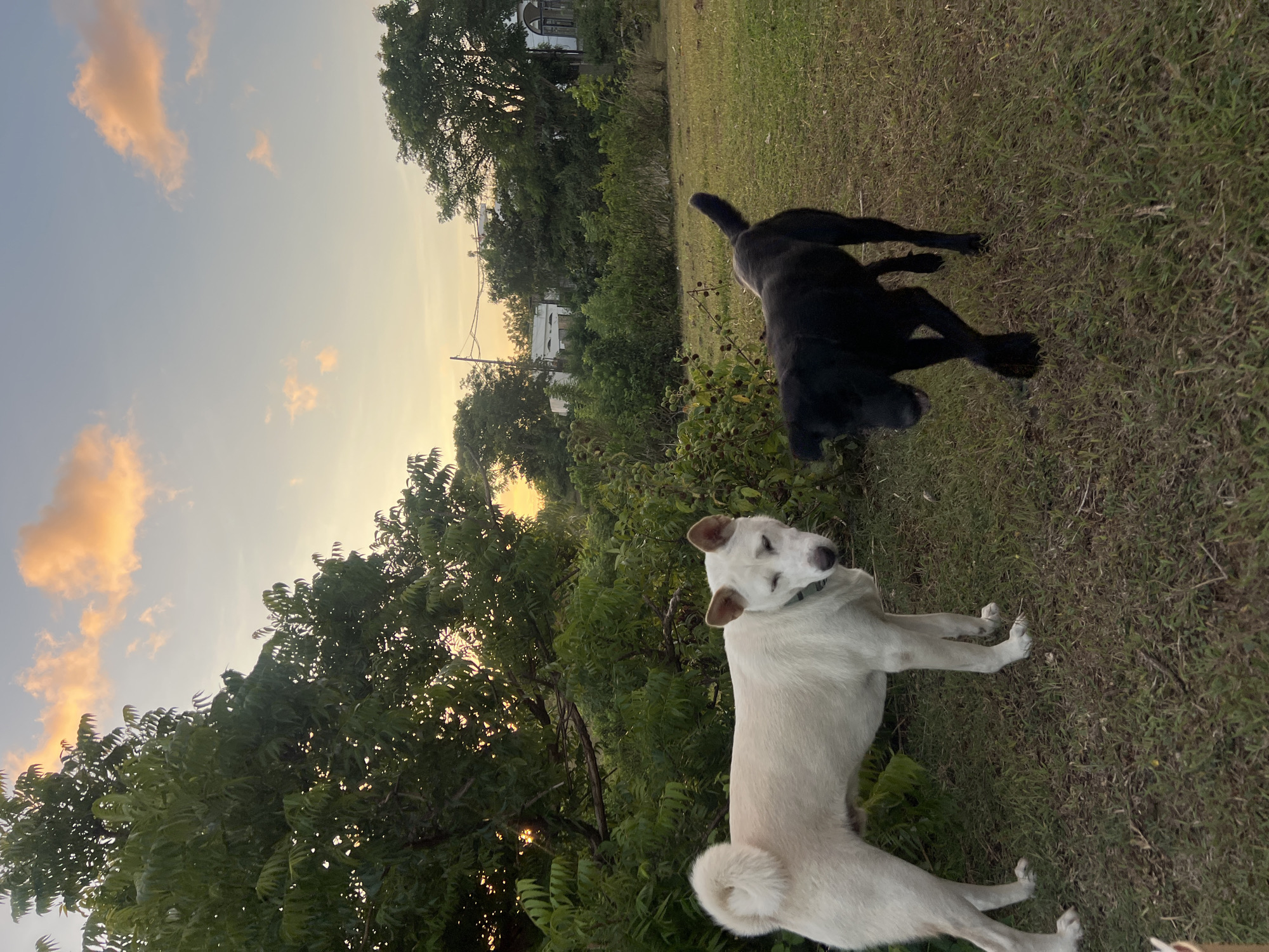 The image depicts a scene in a grassy outdoor area, possibly a yard or field. Two dogs are present: one is white and resting on the ground, while the other is black and appears to be in motion. The background includes trees and a building in the distance. The sky is visible with some clouds, indicating it could be sunset or sunrise.