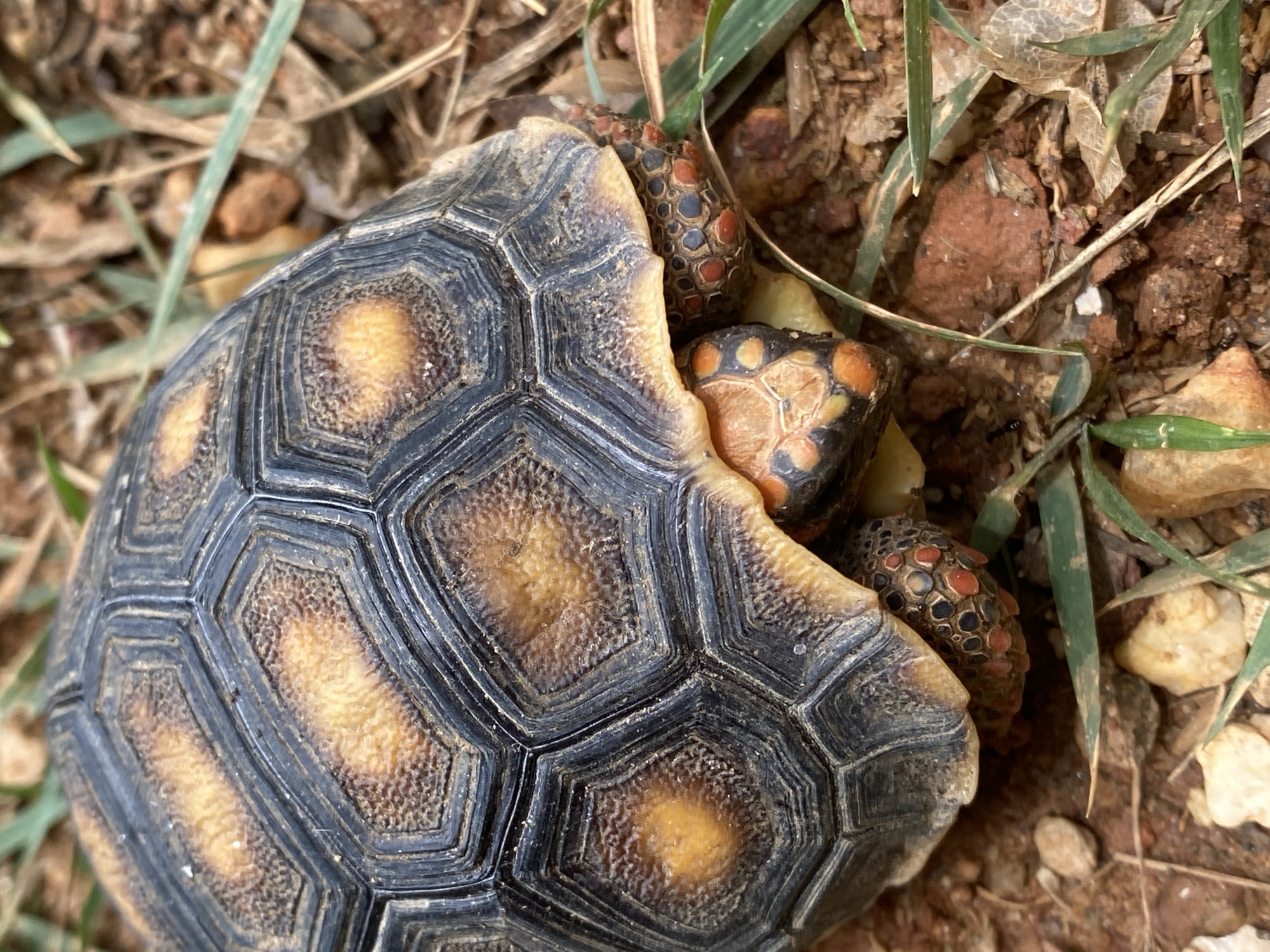 A top-down, medium shot depicts a red-footed tortoise partially withdrawn into its shell. The shell is predominantly dark gray to black with yellow-orange spots. The exposed skin of the tortoise is orange with black spots on its neck and red with black spots on its legs. The tortoise is situated on dry soil mixed with some small stones and sparse green grass blades. The location is Tinaquillo, Venezuela.