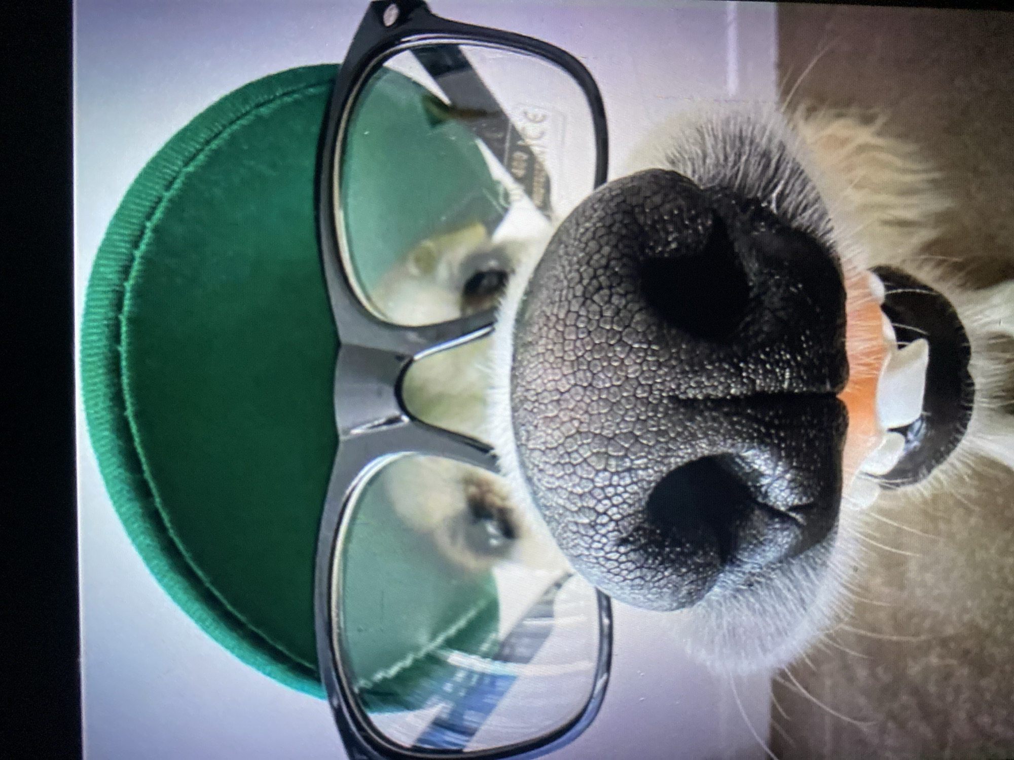 A medium shot captures a close-up of a dog wearing a green baseball cap and black-rimmed glasses. The dog's nose is the most prominent feature, taking up the center of the frame. The dog's mouth is slightly open, revealing teeth. The background is out of focus, with a light-colored wall and a darker surface that could be a floor or furniture. The lighting appears to be natural or from a soft light source. There is no indication of the location being in a city.