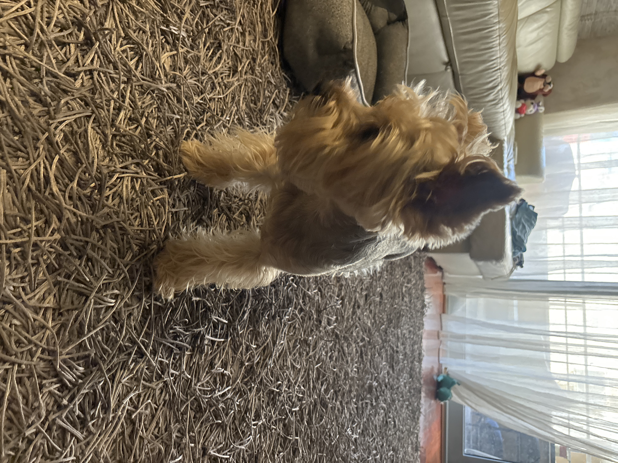 A Yorkshire Terrier dog stands on a shaggy, grey carpet inside a living room. The dog is facing left, with its head turned to the side. In the background, a cream-colored sofa is visible, with a couple of stuffed animals placed on it. A large window with sheer white curtains covers most of the back wall, allowing sunlight to filter through. To the right of the window, a glass door opens to an outdoor area, and a small, teal-colored toy is on the wooden floor. The scene appears to be in an indoor setting in Budva, Montenegro.