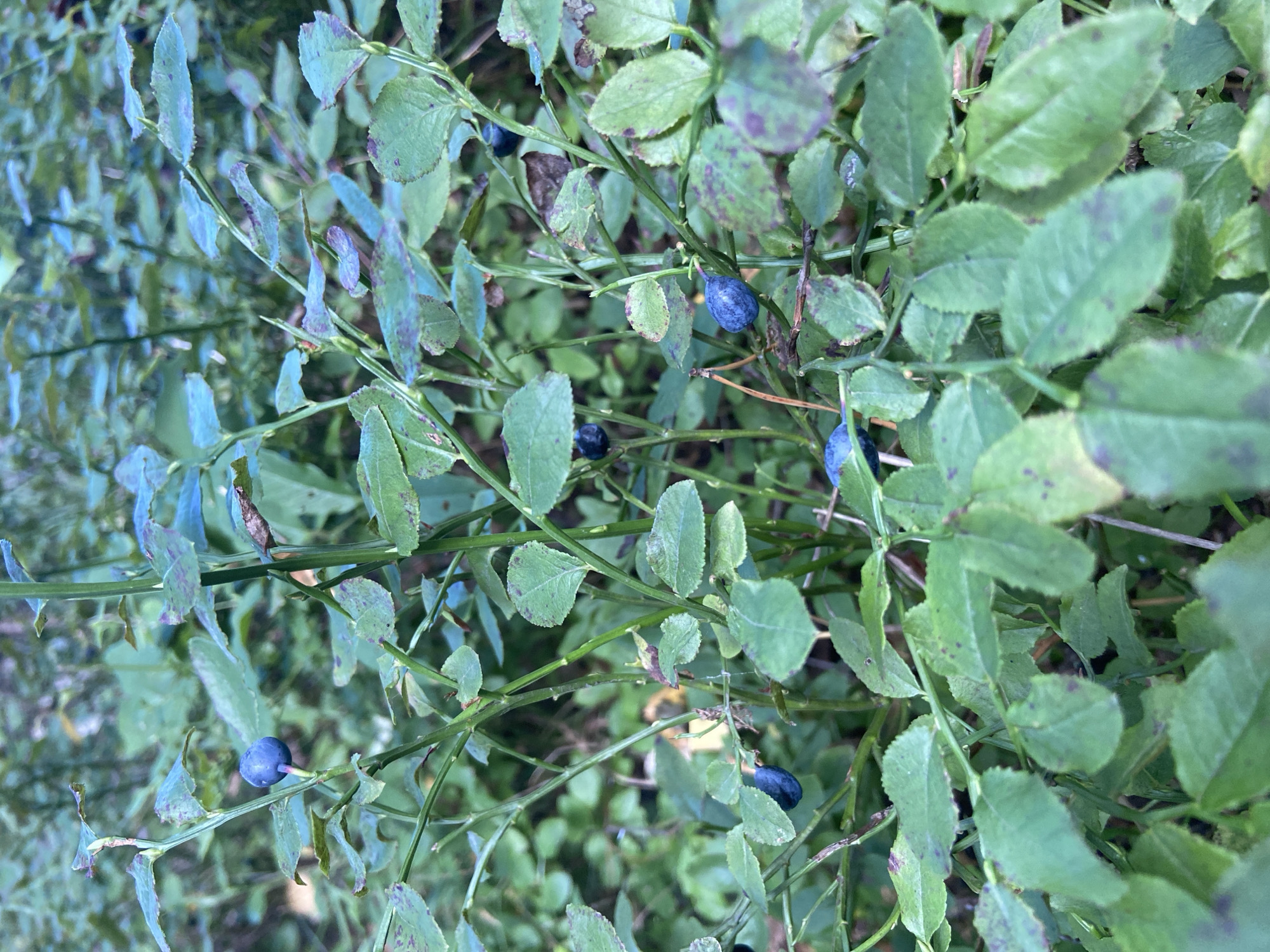 The image shows a close-up of a blueberry bush with ripe blueberries. The bush is characterized by its green leaves, some of which have small reddish-purple spots. Several blueberries are visible, varying in ripeness and position on the branches. The background consists of out-of-focus greenery, suggesting a natural outdoor setting. There are no people or animals present in the image. The scene appears to be a natural habitat for blueberry bushes, possibly a forest or a garden in Зимородок Днп, Russia.