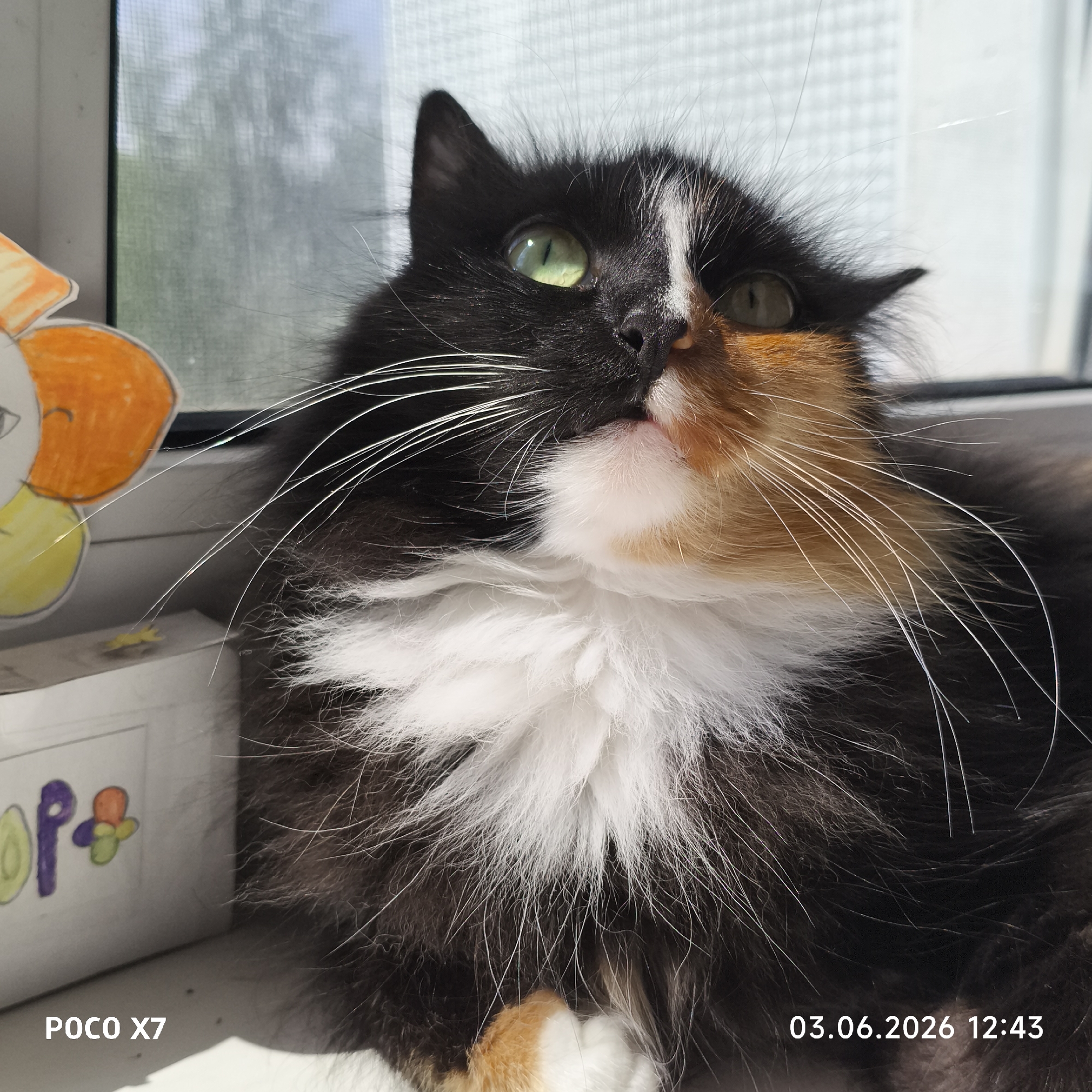 A fluffy calico cat is the central subject of this close-up, brightly lit photograph. The cat has a distinctive fur pattern, with black dominant on the left side of its face and body, a prominent white chest, and a patch of orange/tan fur on the right side of its face. Its large, green eyes are striking and reflect the bright light. The cat is looking upwards and slightly to the right, with a curious or attentive expression. Long, white whiskers extend from its muzzle.
The scene appears to be indoors, likely a windowsill, with strong natural light coming from a window behind the cat. A fine mesh screen or sheer curtain is visible through the window, suggesting an outdoor view, though details beyond that are blurred. To the left of the cat, a partially visible child's drawing or cutout featuring an orange head and yellow body is present. Below this, a white box or object is visible, adorned with colorful doodles, including a purple "P" and a flower-like shape.
The bottom left corner of the image contains the text "POCO X7," indicating the device used to capture the photo. The bottom right corner displays "03.06.2026 12:43," providing the date and time the image was taken. The overall impression is one of a domestic pet captured in a moment of interest during daylight hours.