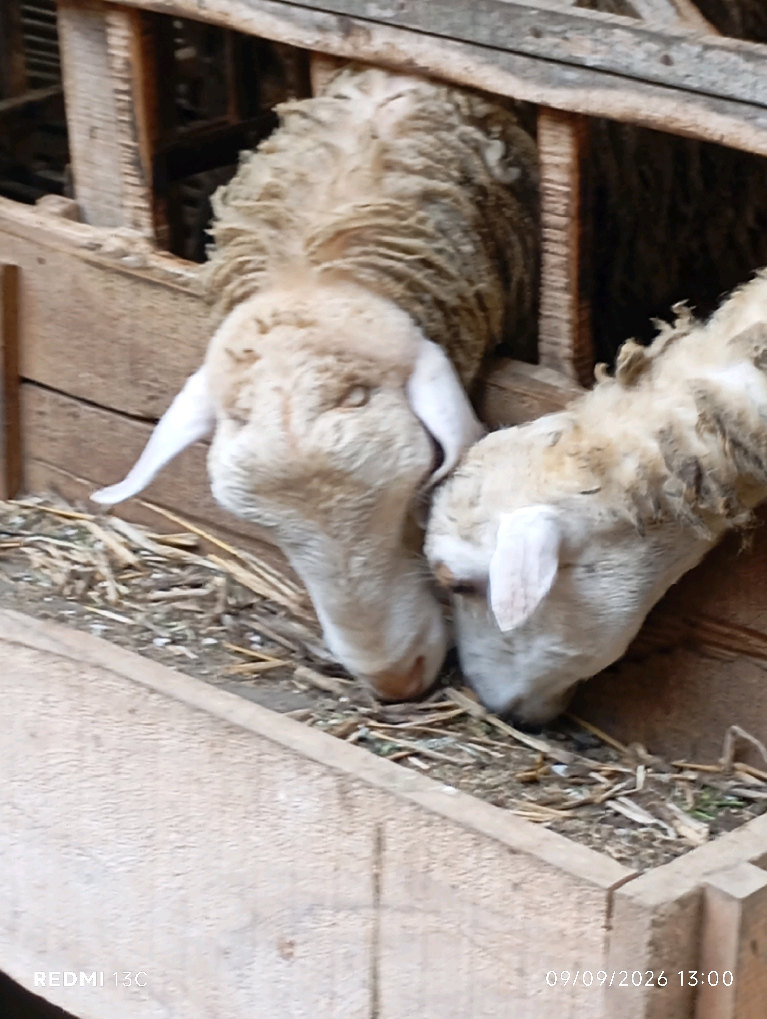 Two sheep are in a wooden pen. They are eating hay from a trough. The pen appears to be made of rough-hewn wood and straw is scattered on the ground. The sheep have light-colored wool. The timestamp in the lower right corner of the image indicates the photograph was taken on September 9, 2026, at 13:00. The text "REDMI 13C" in the lower left corner indicates the type of phone used to take the photo. The location is noted as Ambulu, Indonesia.