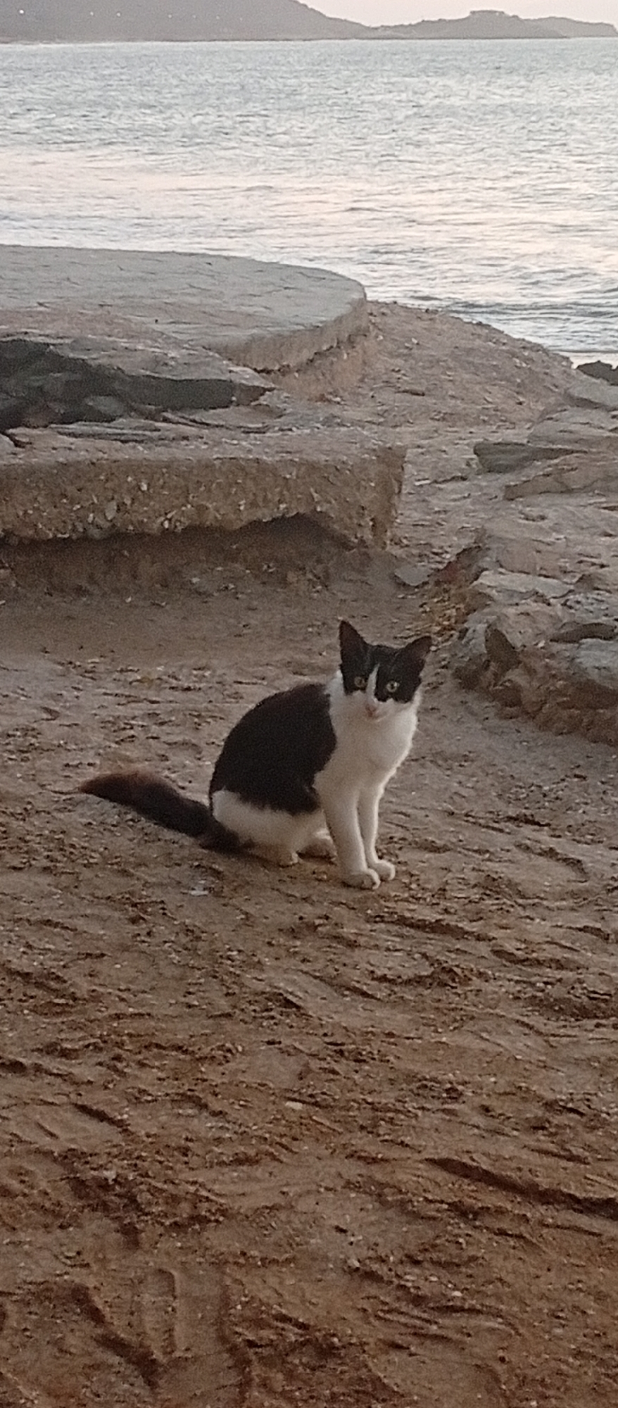 A black and white cat sits on sandy ground near a rocky shoreline. The sea is visible in the background, with a distant landmass suggesting an island. The scene is muted, likely due to the light conditions at dawn or dusk. Juan Griego, Venezuela, is identified as the location, placing this scene on the coast of Margarita Island.